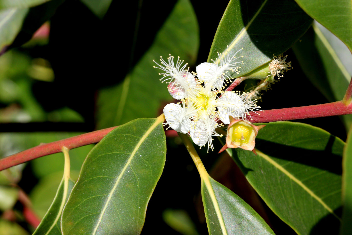 Lophostermon confertus 'Queensland Brush Box' 25cm