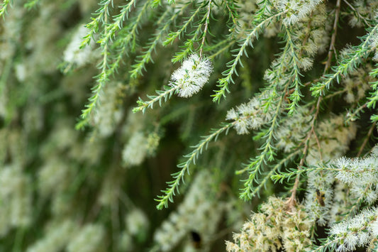 Melaleuca lanceolata 'Moonah' 14cm