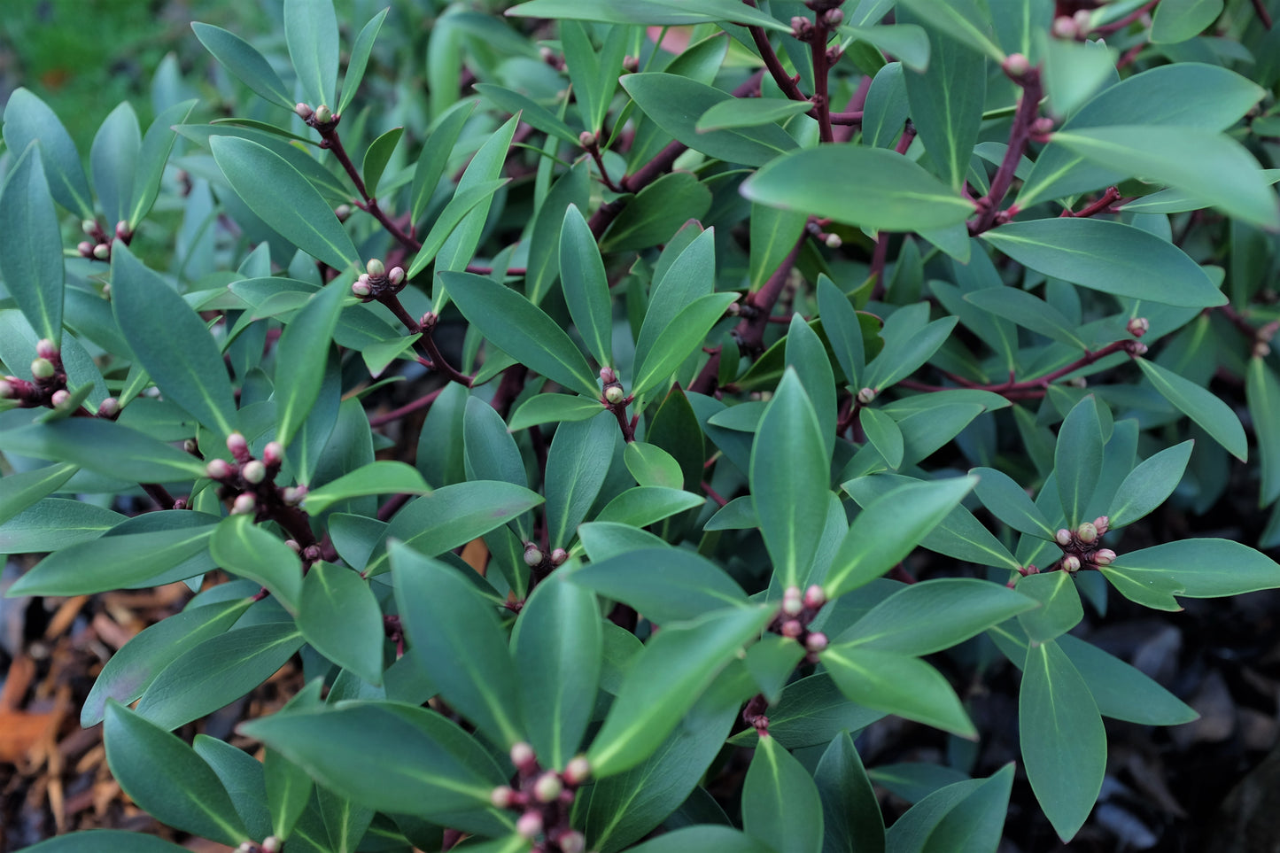 Tasmannia lanceolata Male 'Mountain Pepper' 14cm