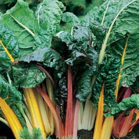 Silverbeet Bright Lights 150 Seeds