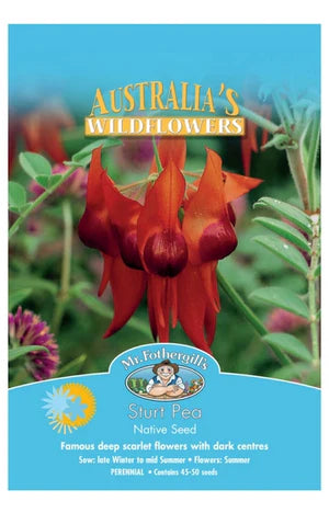 Australian Native Sturt Pea 25 Seeds