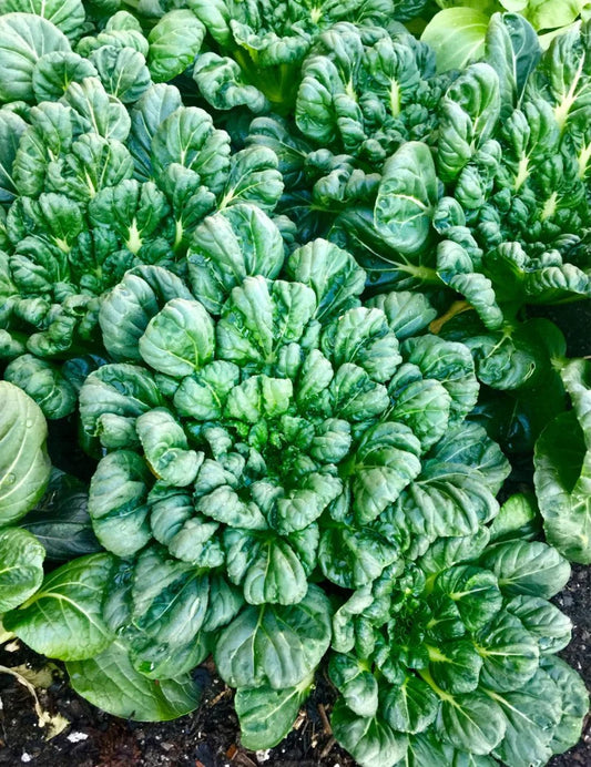 Bok Choi 500 Seeds