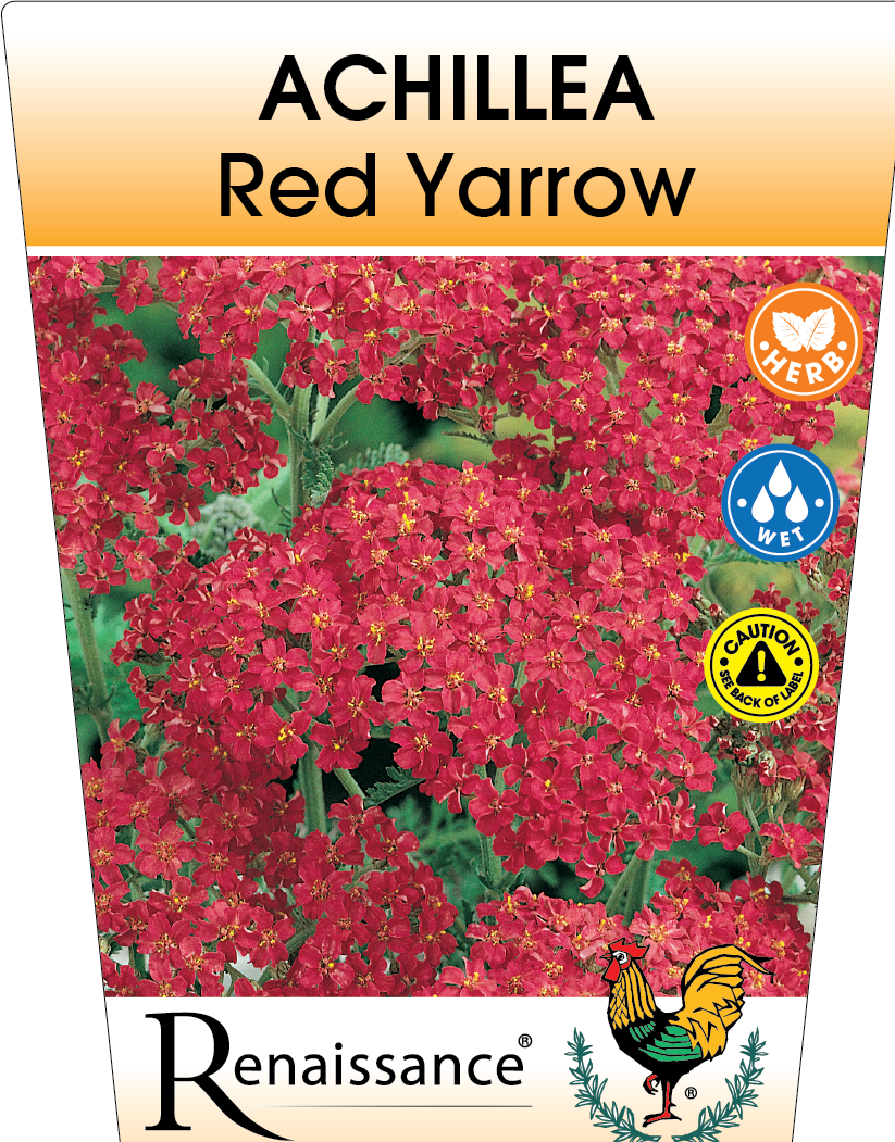 Yarrow Red Achillea 95mm