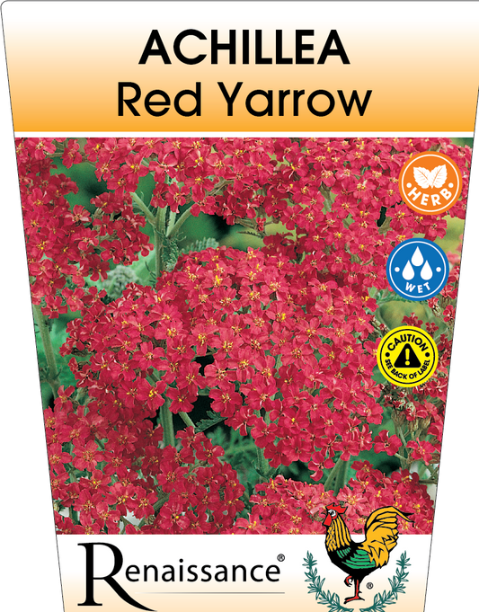 Yarrow Red Achillea 95mm