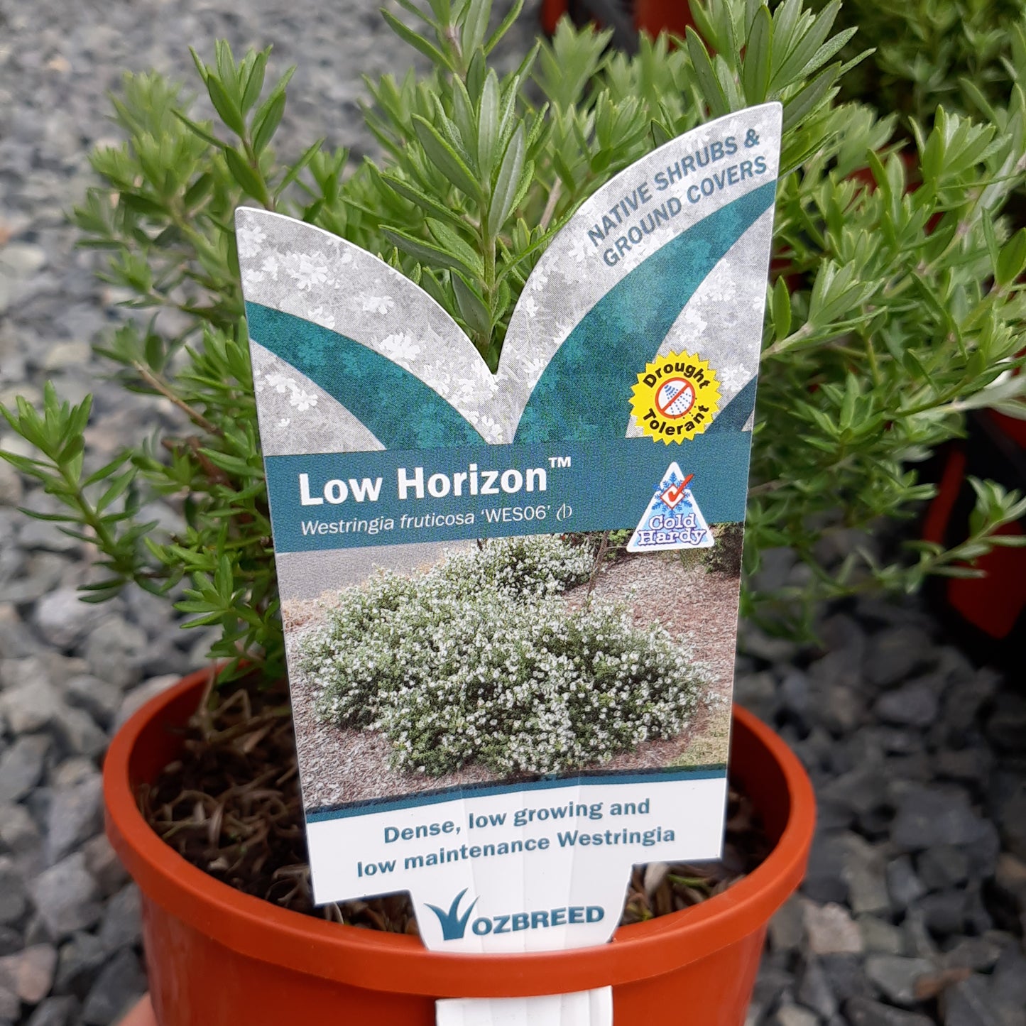 Westringia fruticosa 'Low Horizon' 14cm