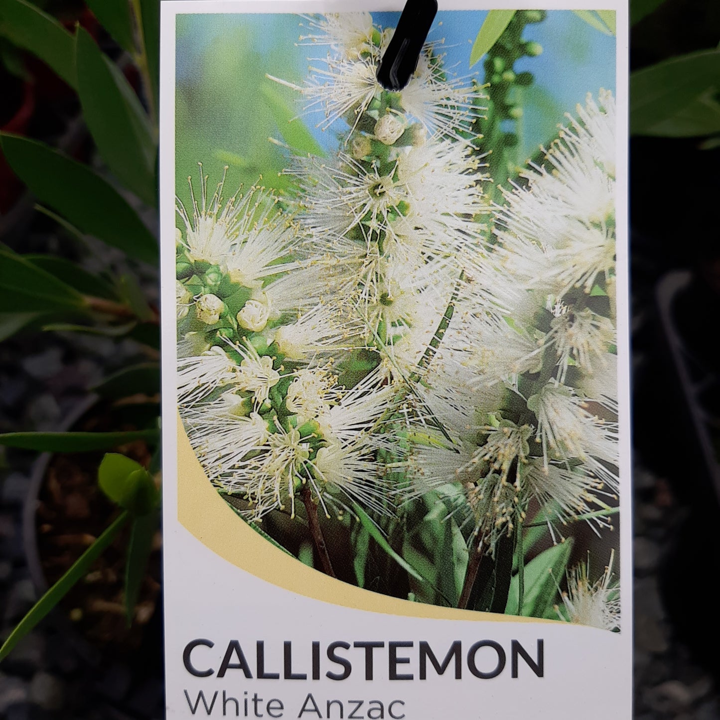 Callistemon citrinus 'White Anzac' 7cm