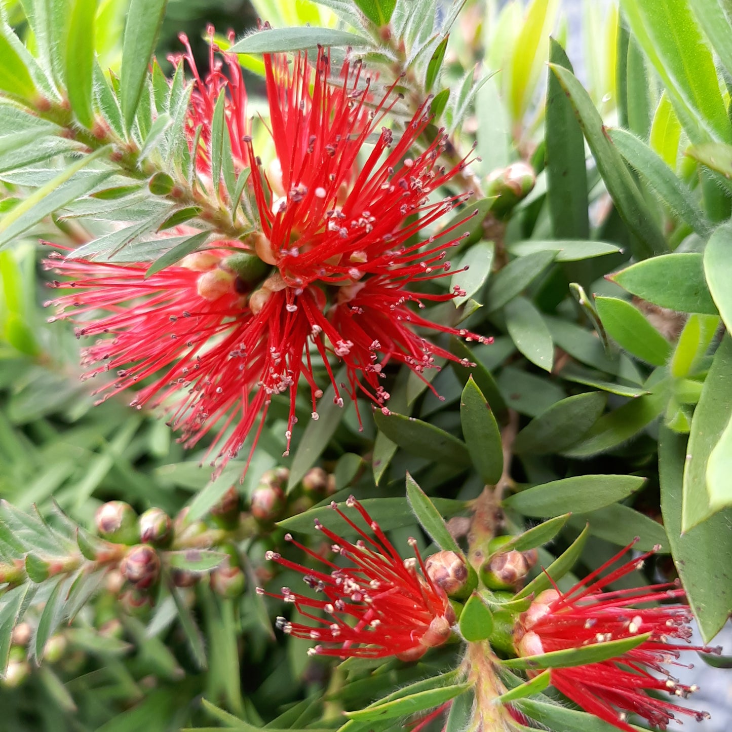 Callistemon viminalis hybrid 'Wee Johnnie' 20cm