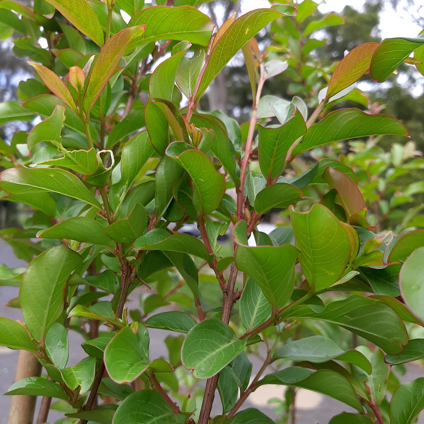 Lagerstoemia 'Tuscarora' (Crepe Myrtle) 25cm