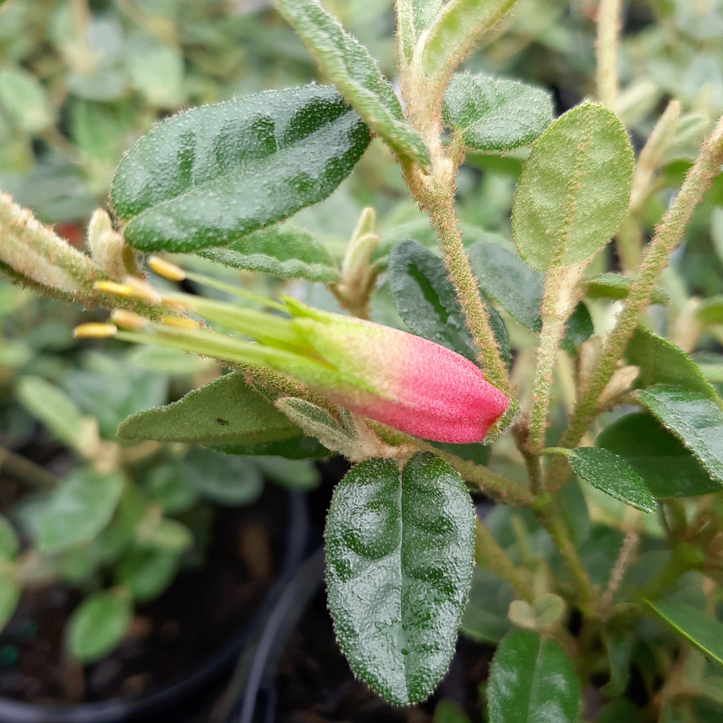 Correa reflexa 'Common Correa - Native Fuchsia 14cm