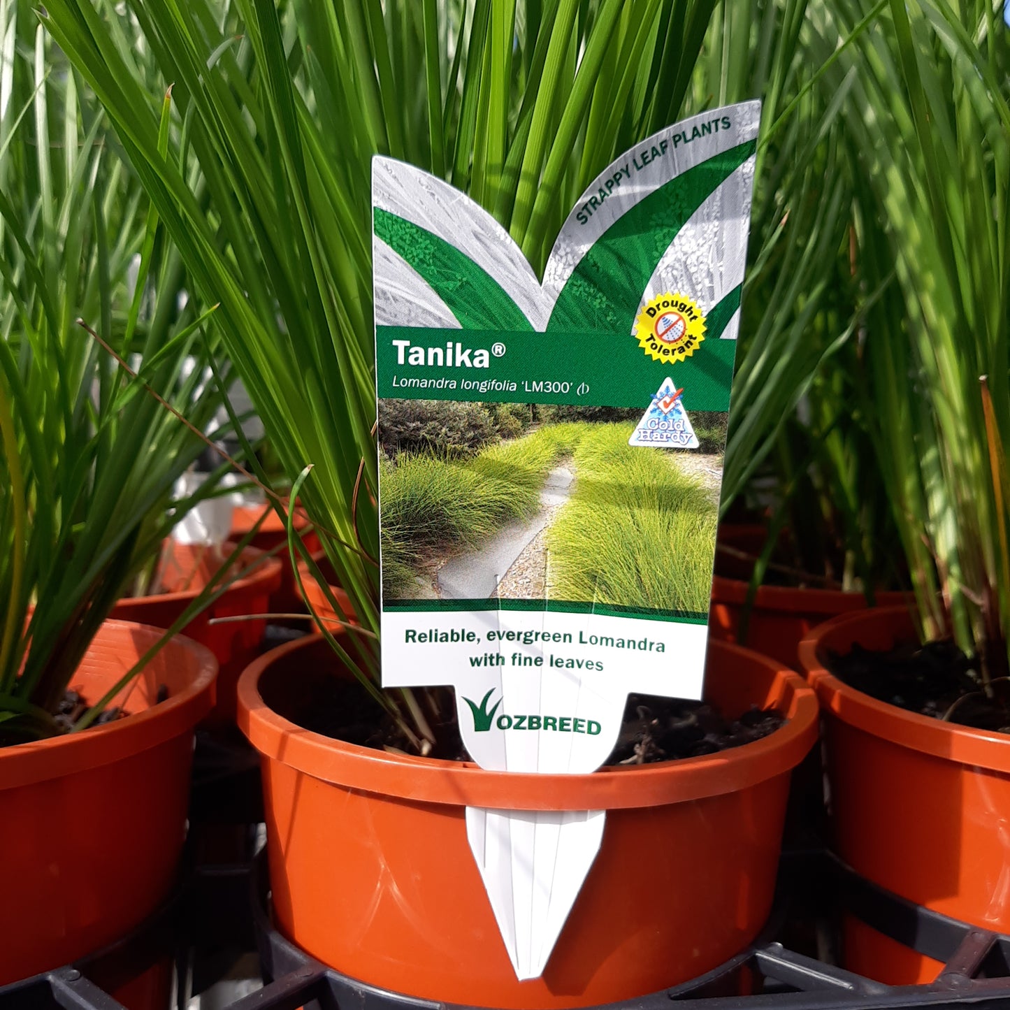 Lomandra longifolia tanika Yarra View Garden Centre Mount Evelyn