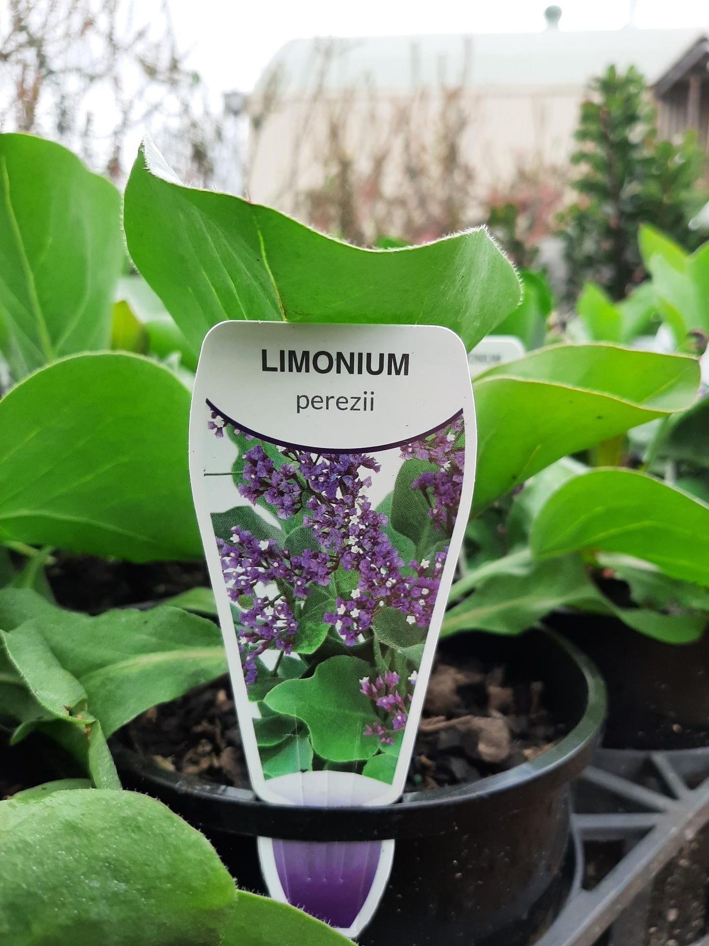 Limonium perezii 'Perennial Statice' 14cm