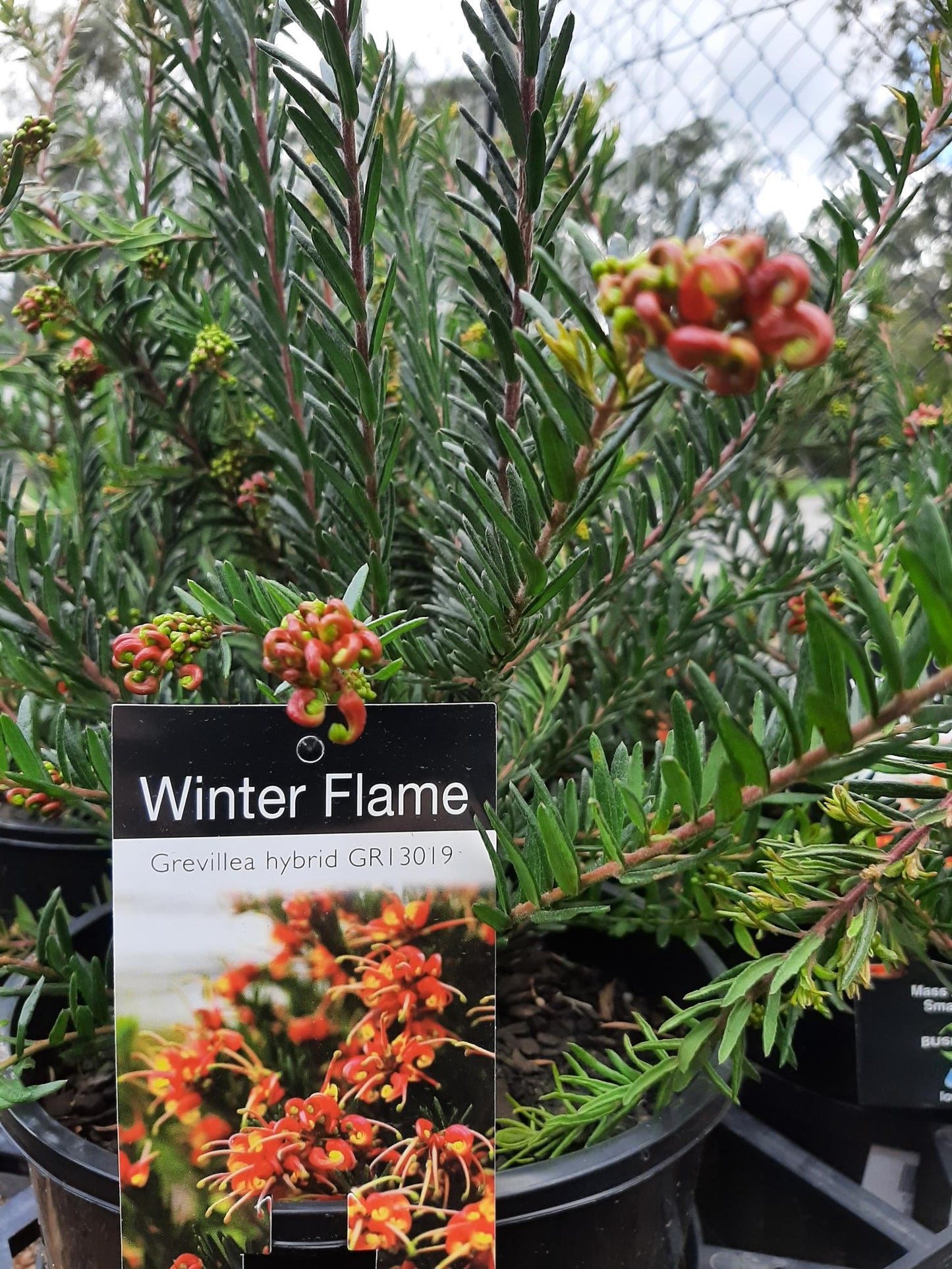 Grevillea 'Winter Flame' 14cm