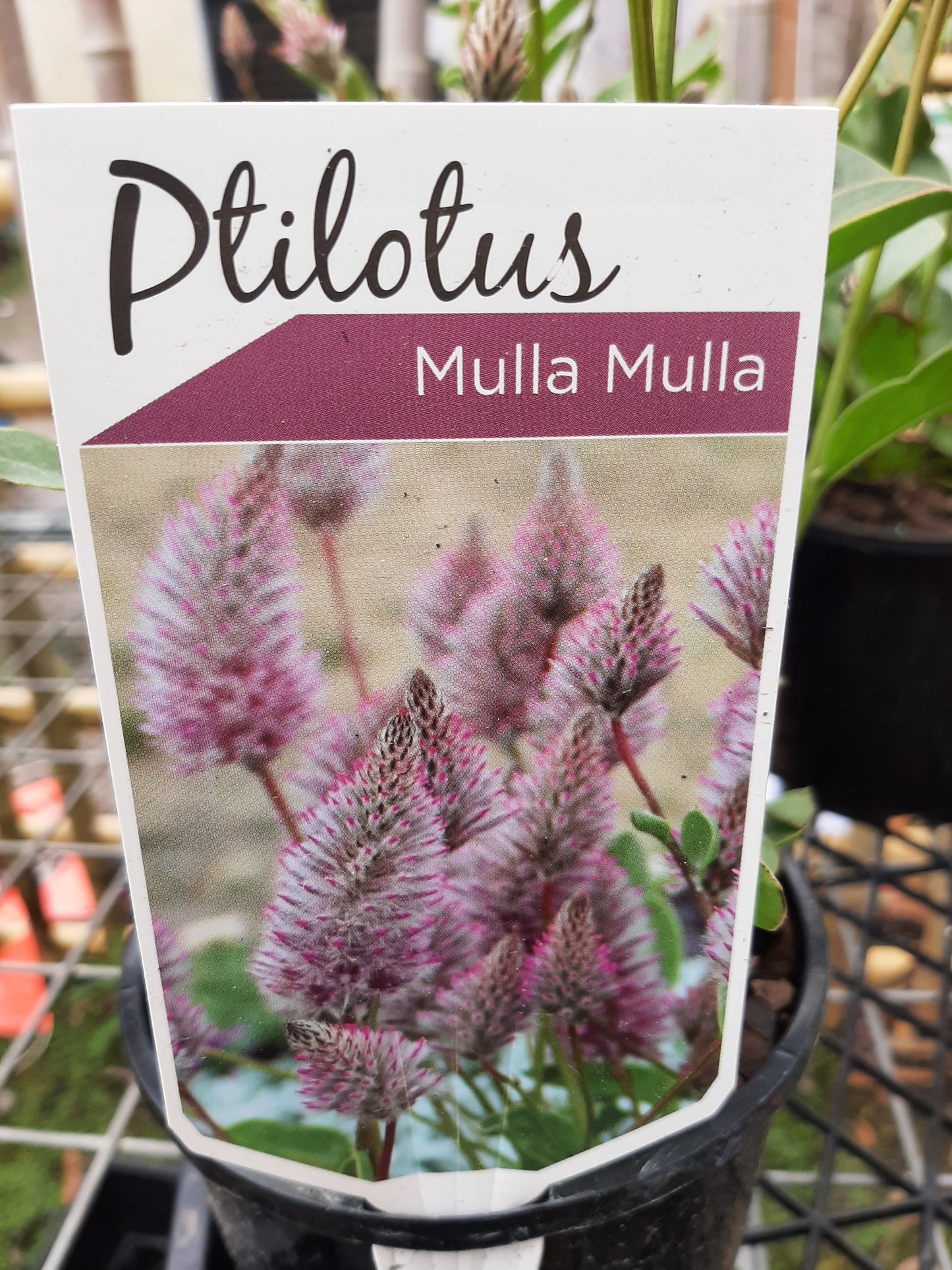 Ptilotus exaltatus 'Joey' 14cm