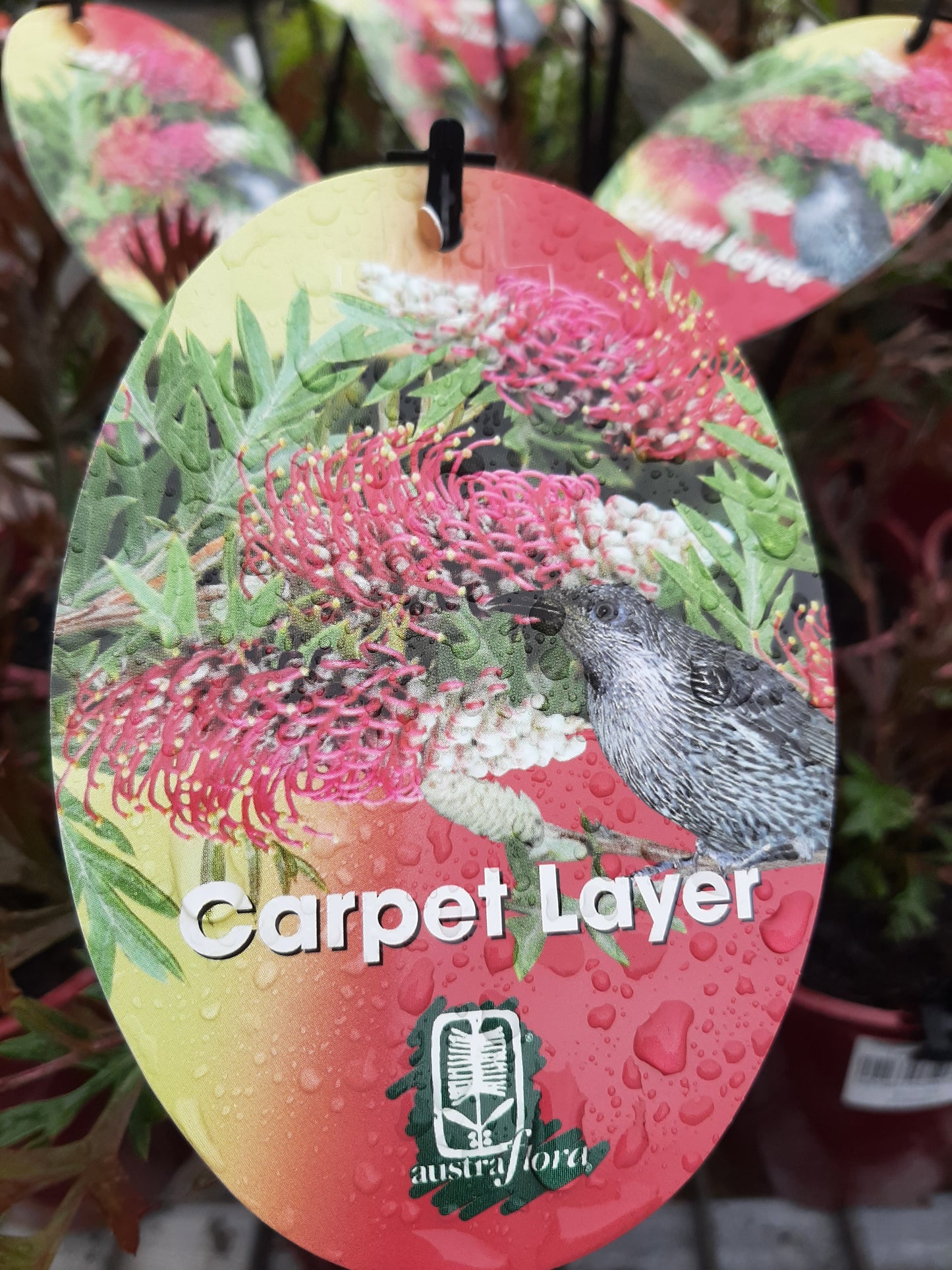 Grevillea 'Carpet Layer' 14cm