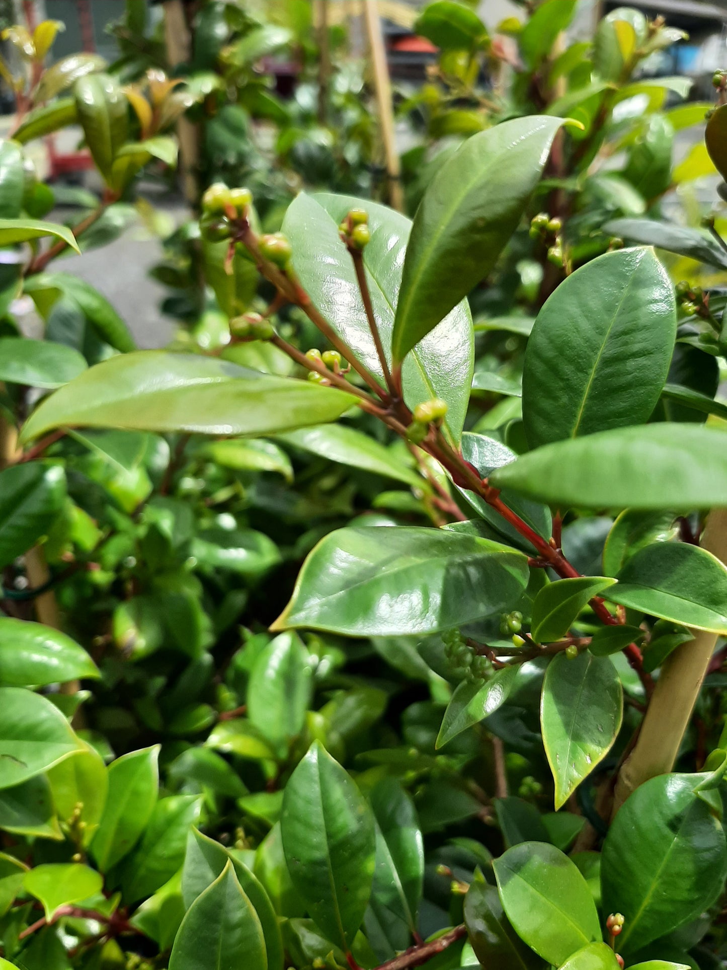 Syzygium australe 'Resilience Lilly Pilly' 25cm