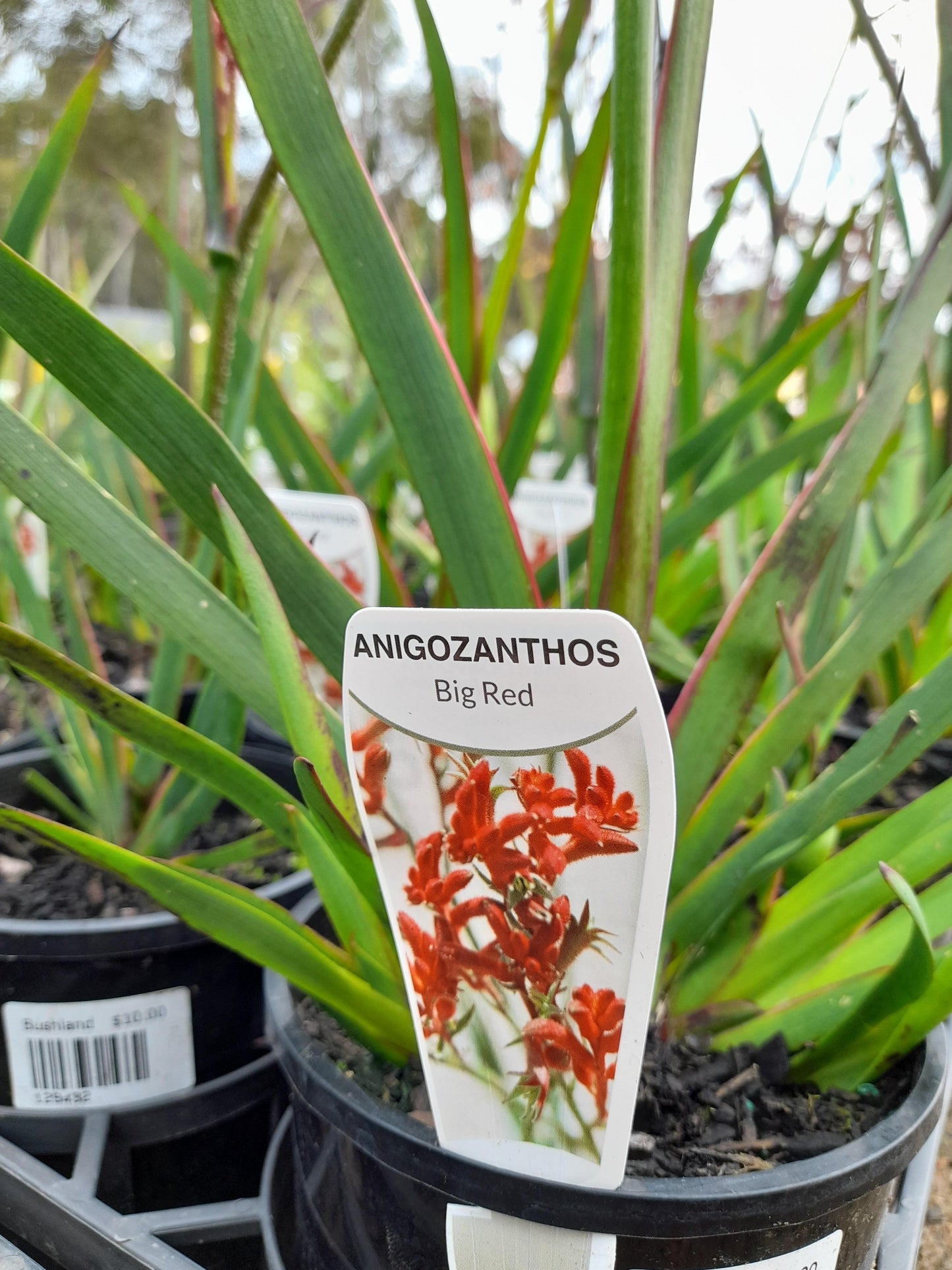 Anigozanthos 'Big Red' Seconds 14cm