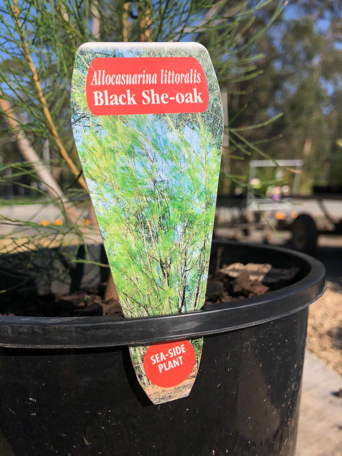 Allocasuarina littoralis 'Black She-oak' 20cm