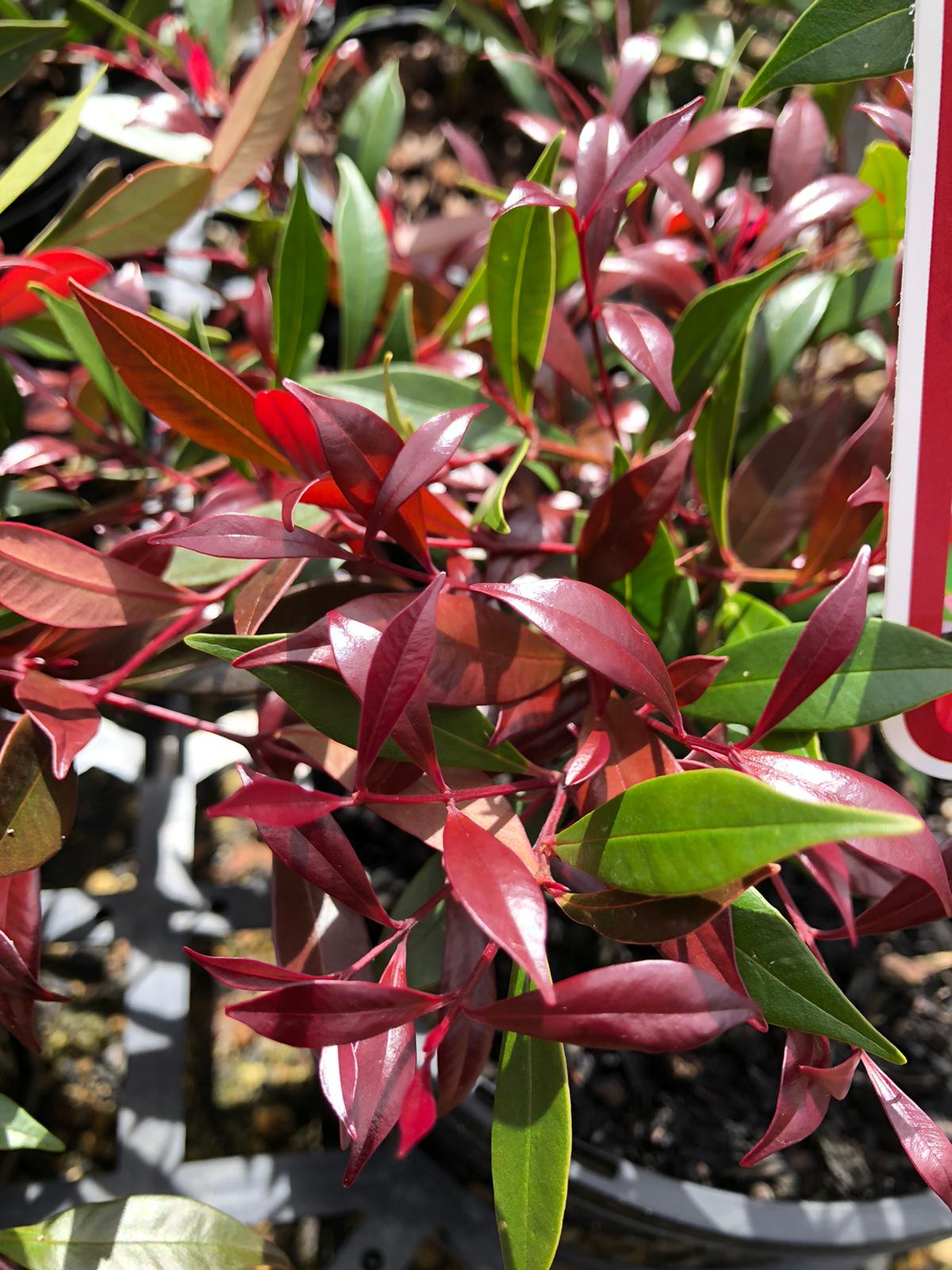 Acmena smithii 'Cherry surprise' 20cm