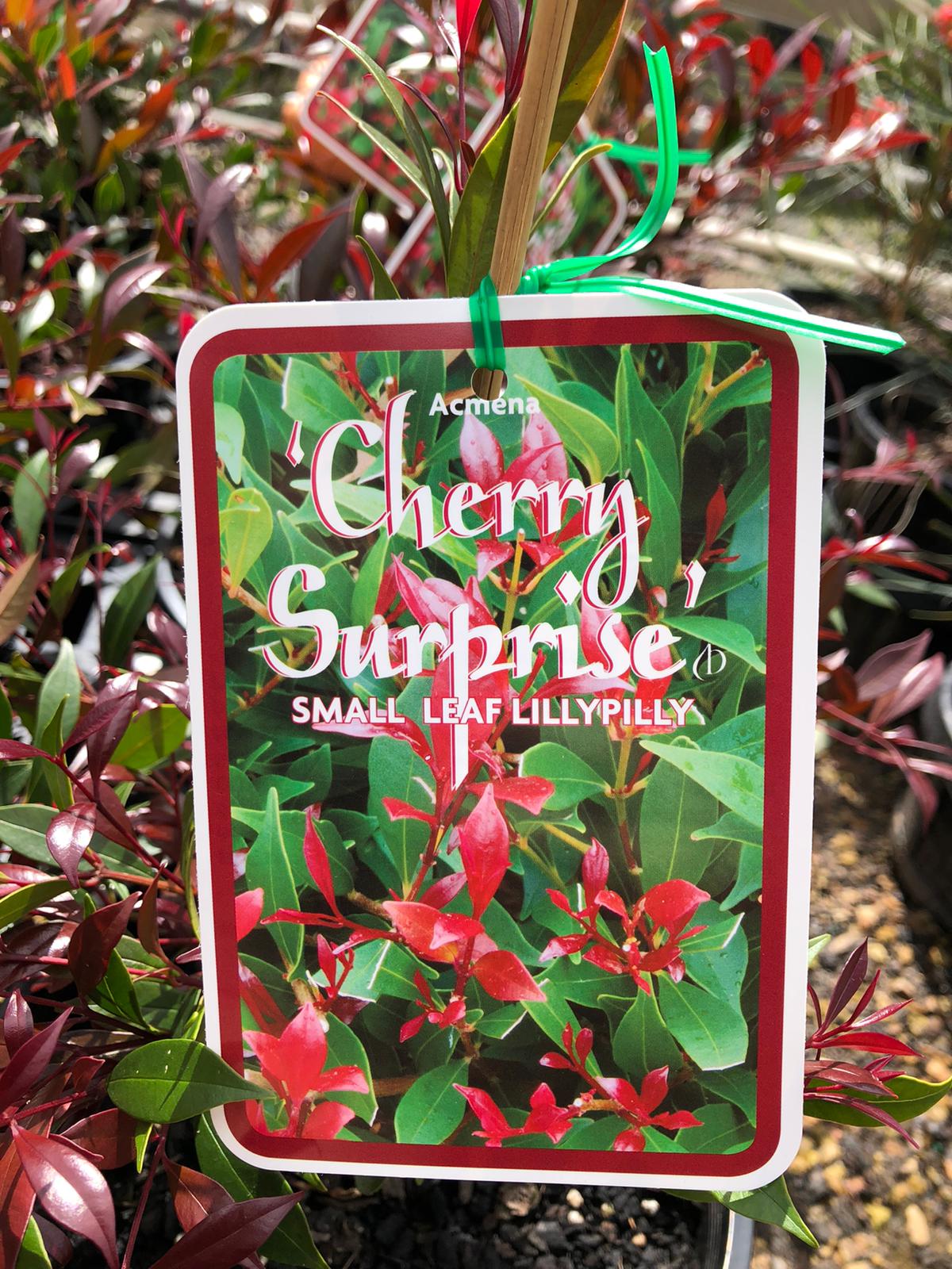 Acmena smithii 'Cherry surprise' 20cm