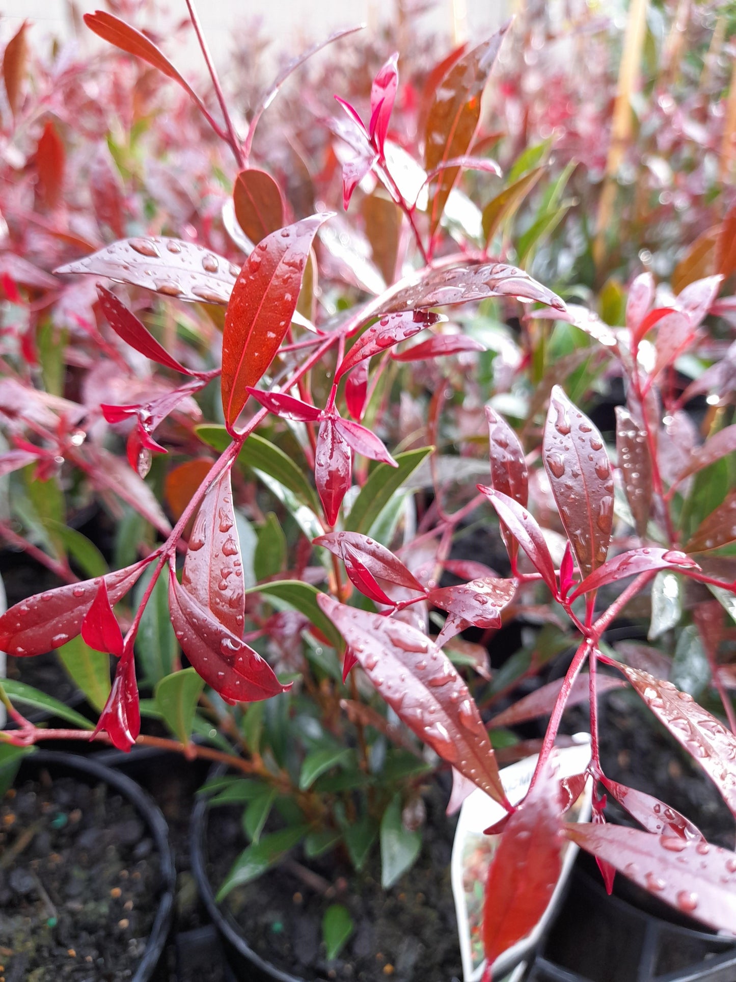 Acmena smithii 'Forest Flame' 14cm