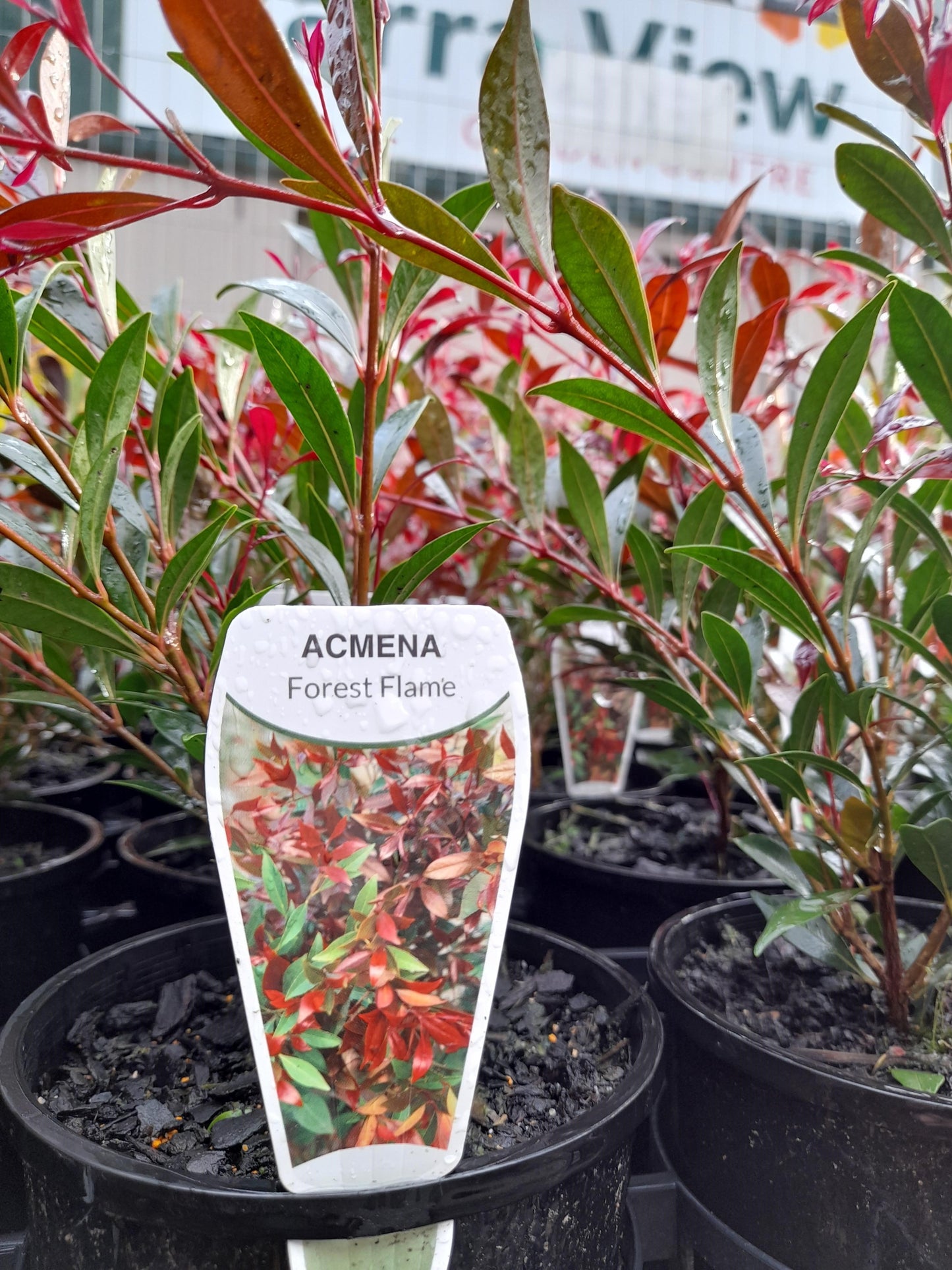 Acmena smithii 'Forest Flame' 14cm