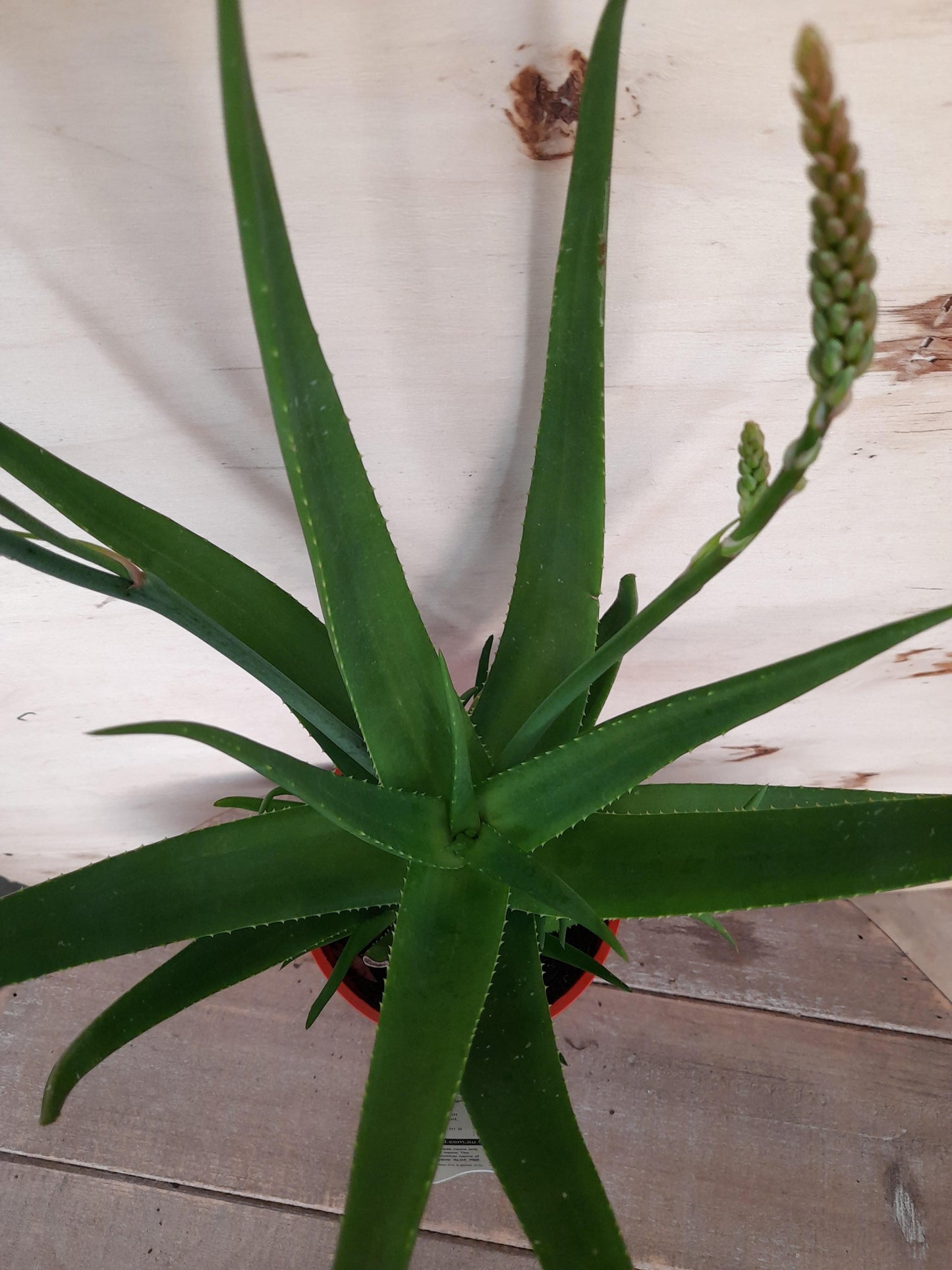 Aloe hybrid 'Mighty Coral' 'AL04' 'PBR' 14cm