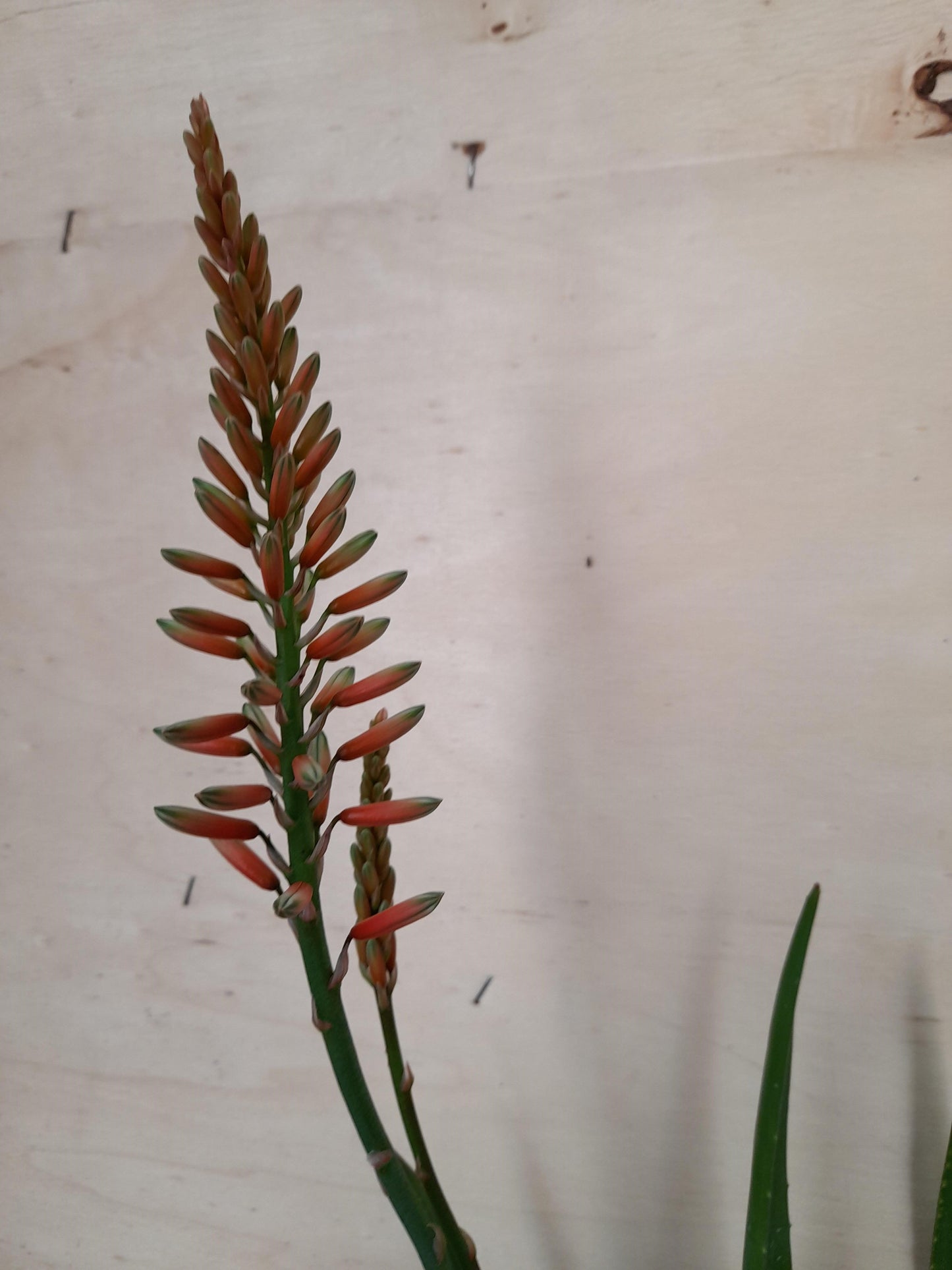 Aloe hybrid 'Mighty Coral' 'AL04' 'PBR' 14cm