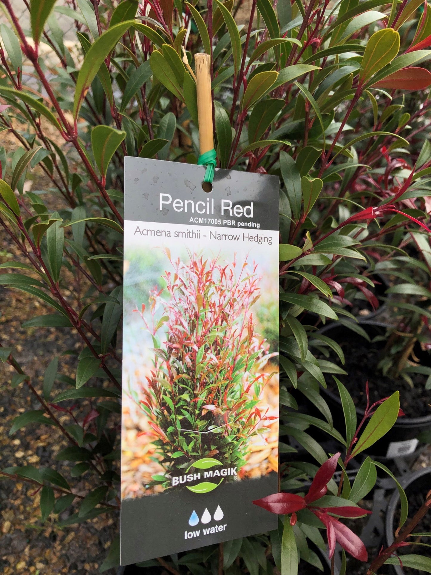 Acmena smithii 'Pencil Red' 20cm
