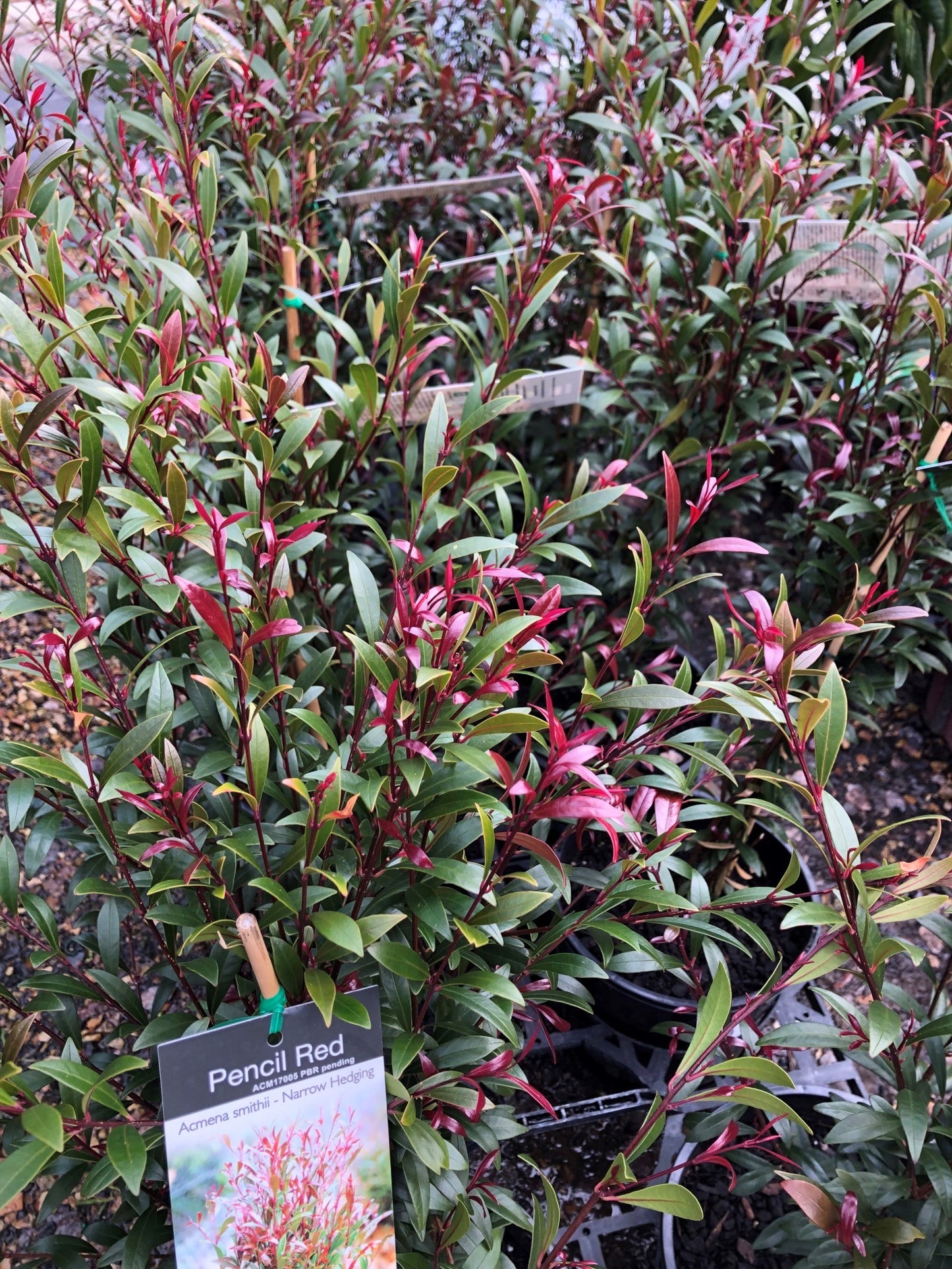 Acmena smithii 'Pencil Red' 20cm