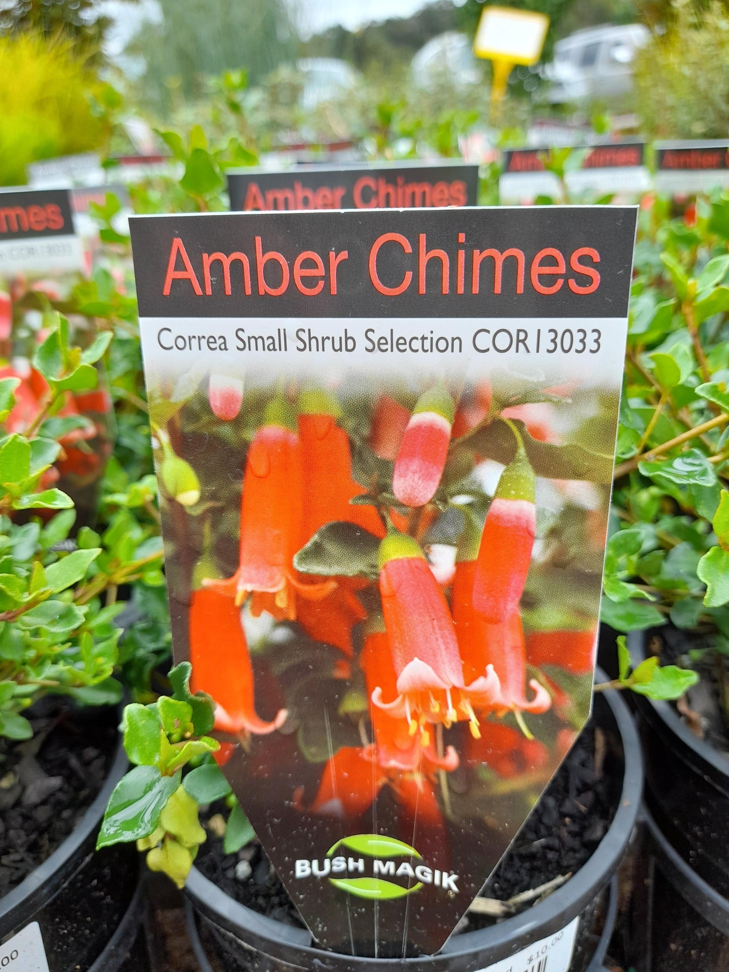 Correa 'Amber Chimes' 14cm