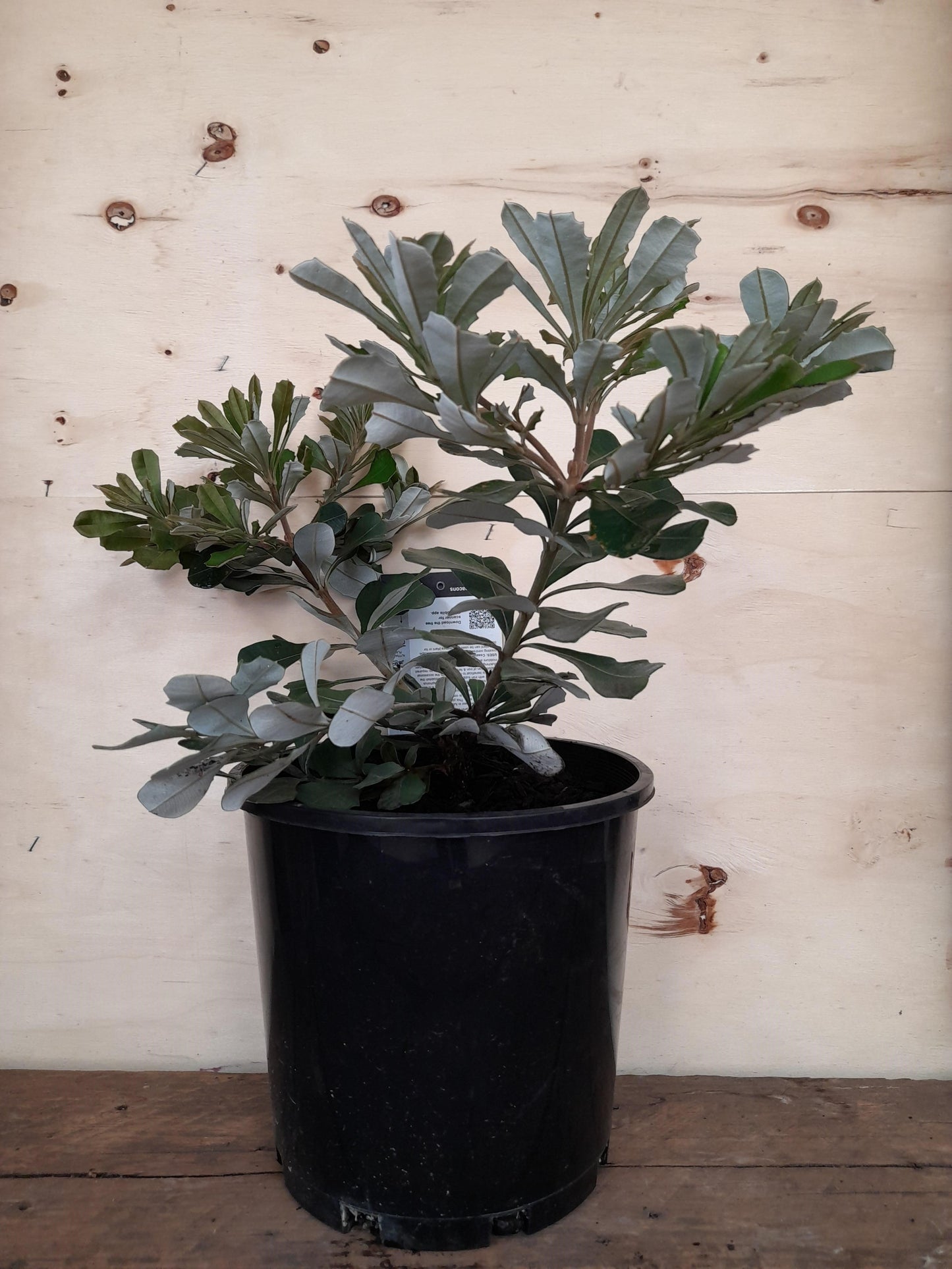 Banksia 'Coastal Beacons' integrifolia bushy form 20cm