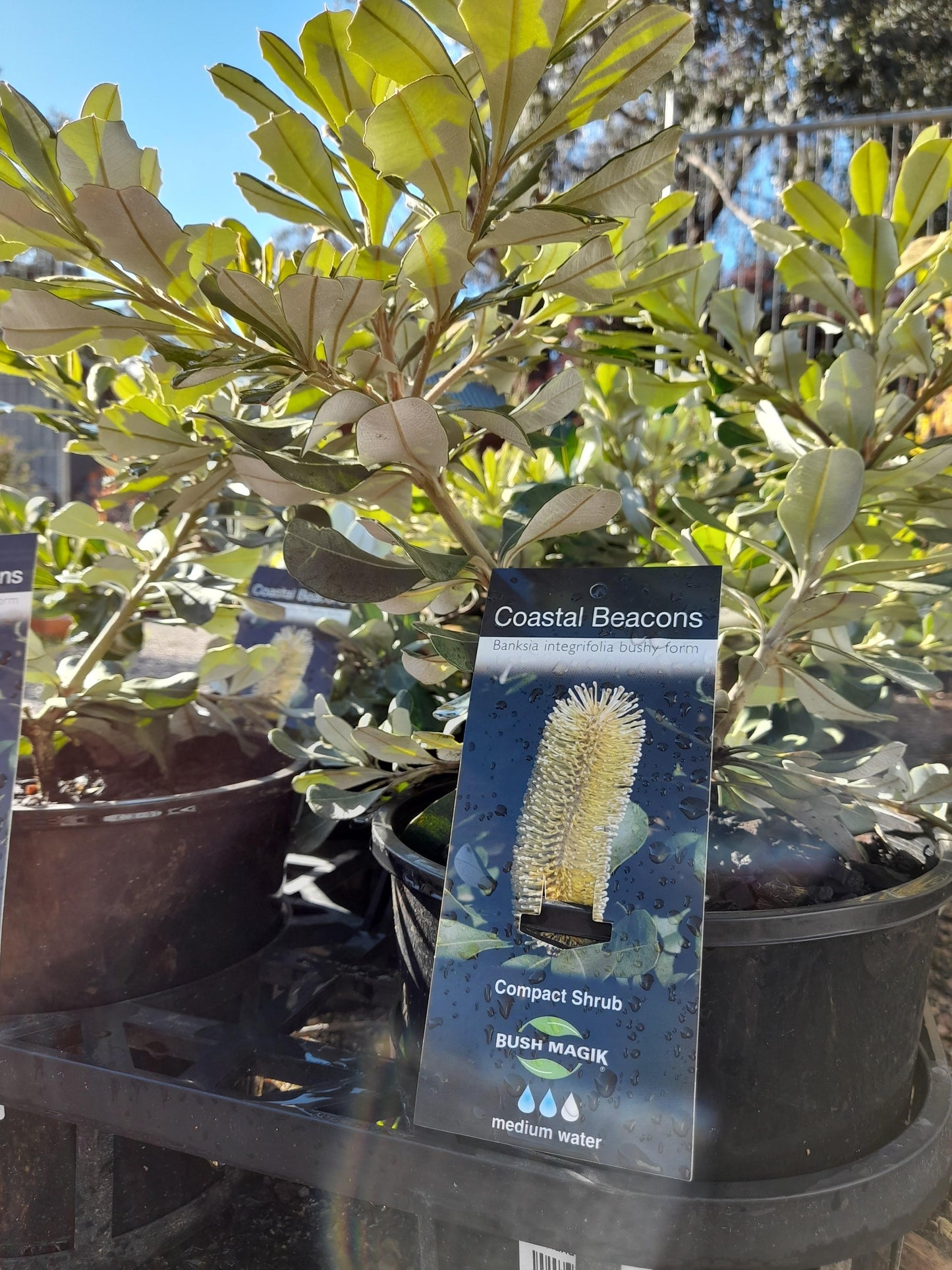 Banksia 'Coastal Beacons' integrifolia bushy form 20cm