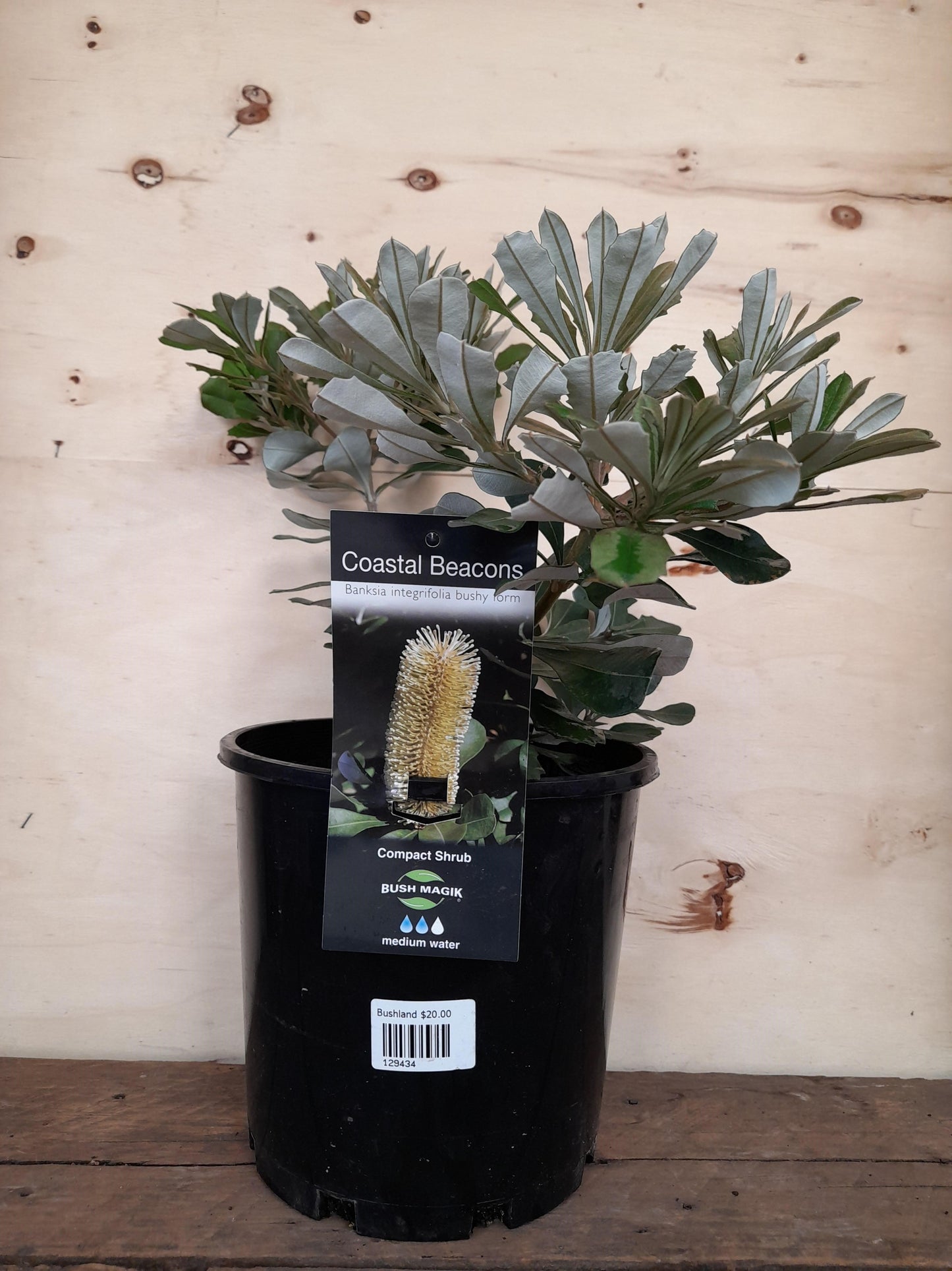 Banksia 'Coastal Beacons' integrifolia bushy form 20cm