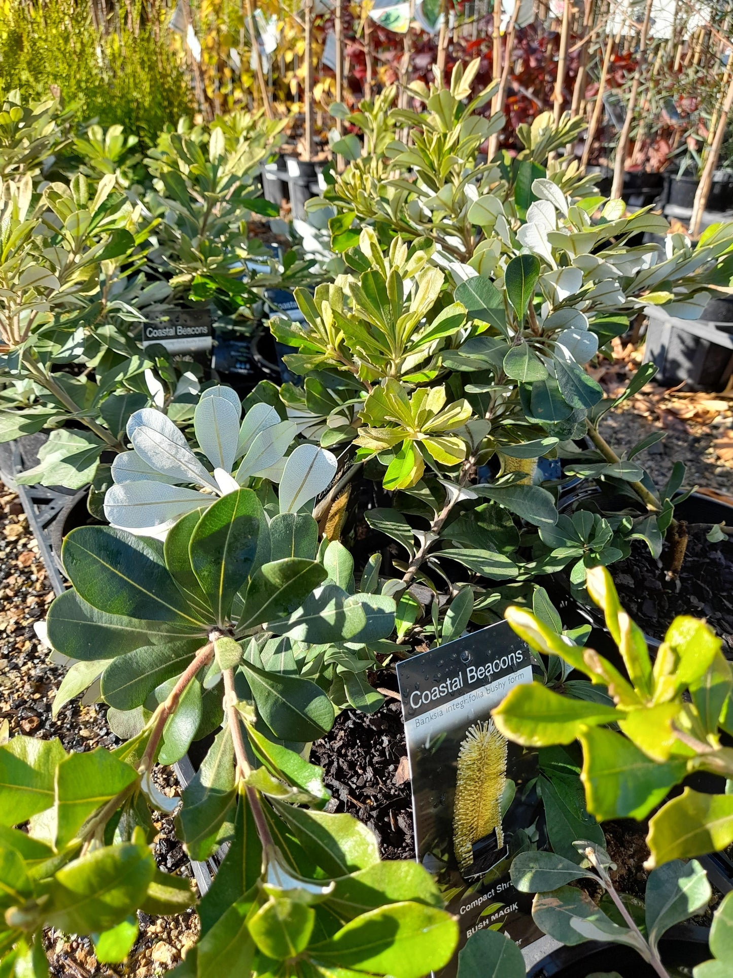 Banksia 'Coastal Beacons' integrifolia bushy form 20cm