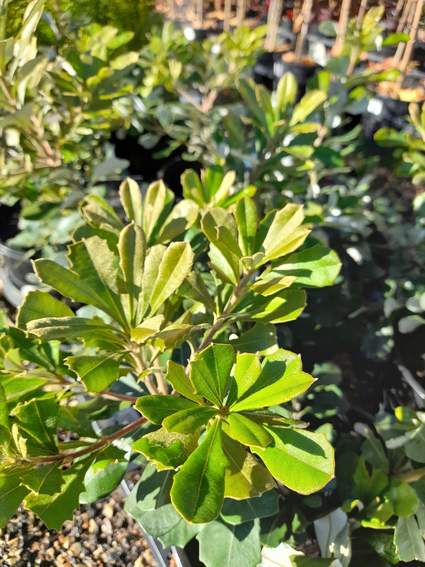 Banksia 'Coastal Beacons' integrifolia bushy form 20cm