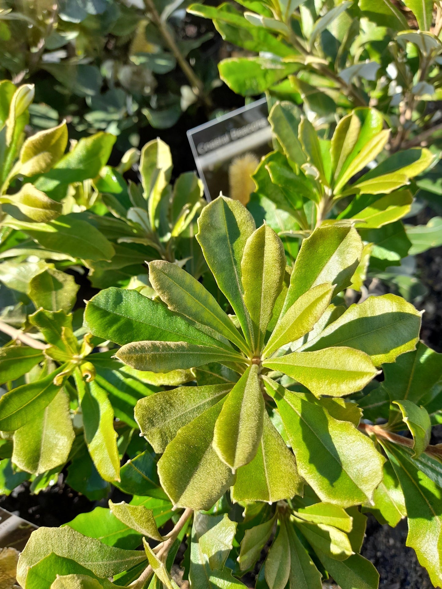 Banksia 'Coastal Beacons' integrifolia bushy form 20cm
