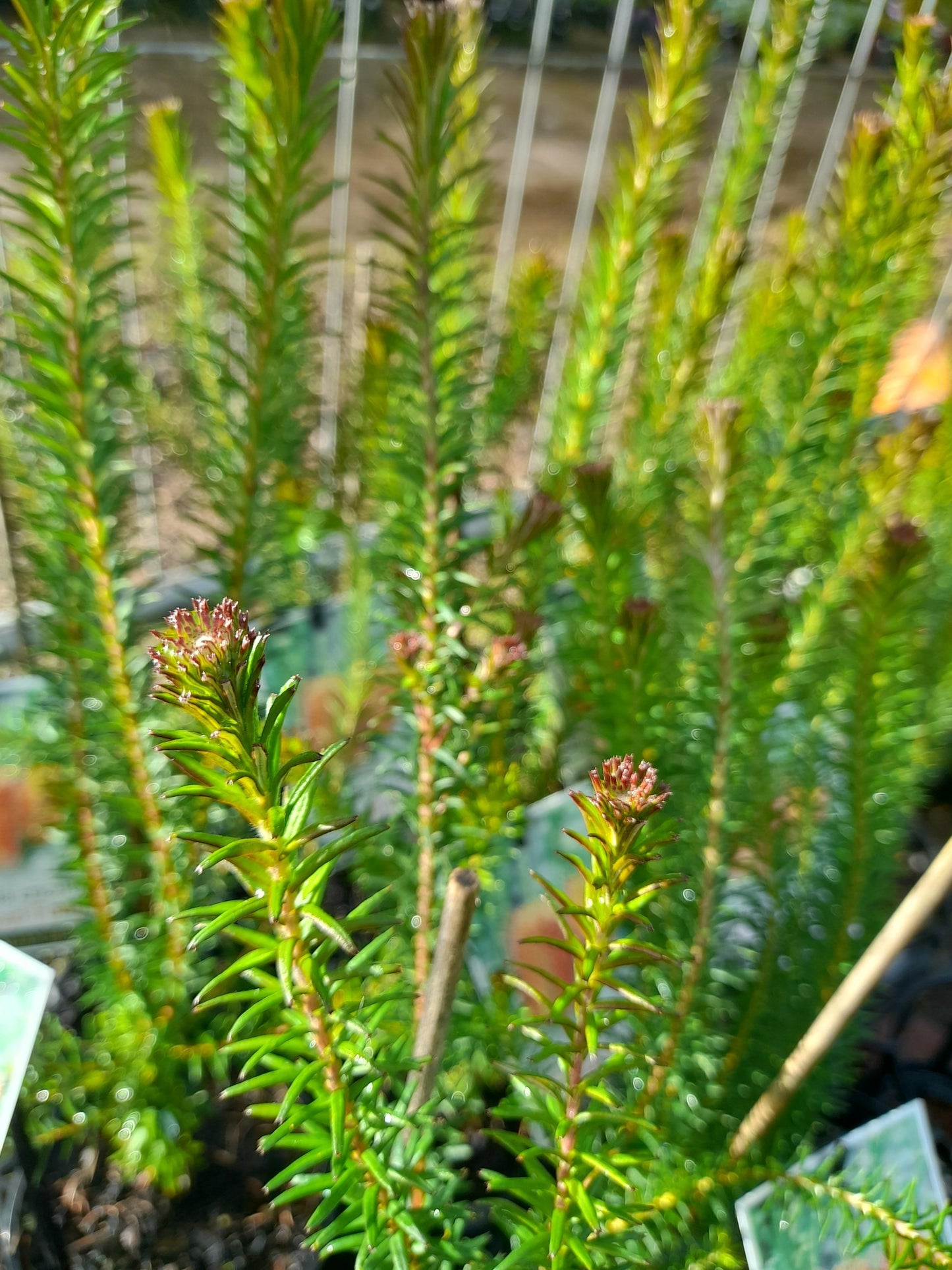 Banksia ericifolia Dwarf Form 14cm