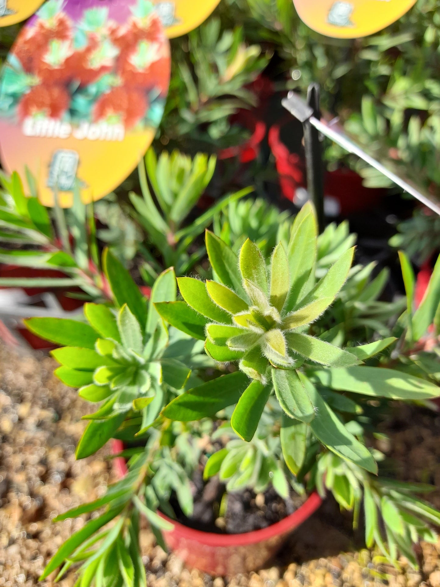 Callistemon viminalis 'Little John' 14cm