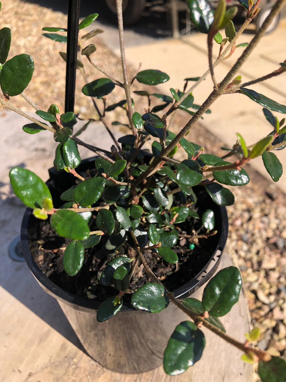 Correa reflexa 'Common Correa - Native Fuchsia 14cm