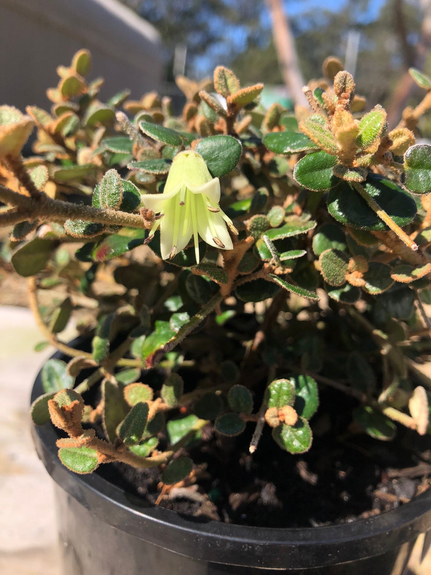 Correa reflexa var. nummulariifolia 14cm