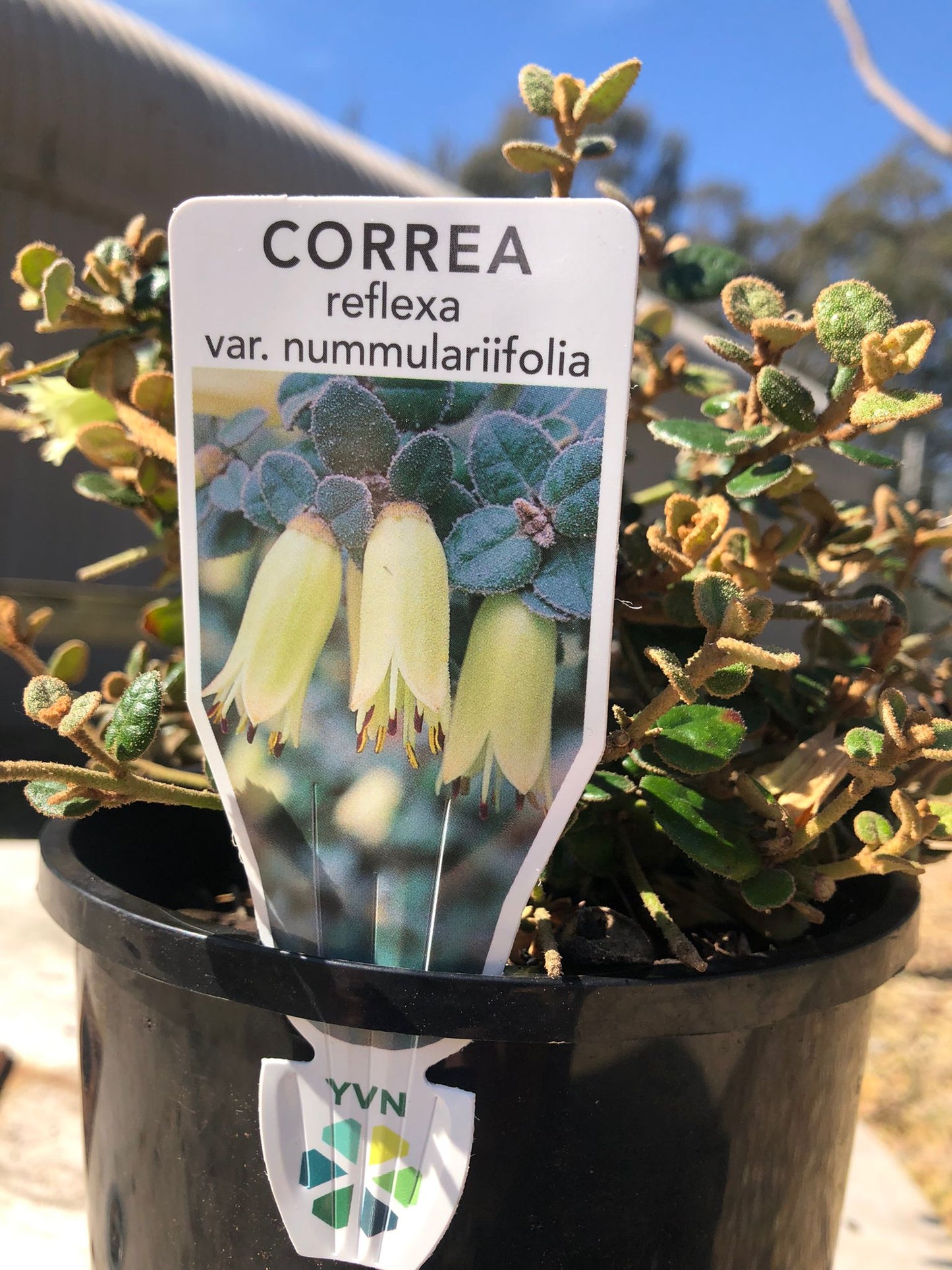 Correa reflexa var. nummulariifolia 14cm