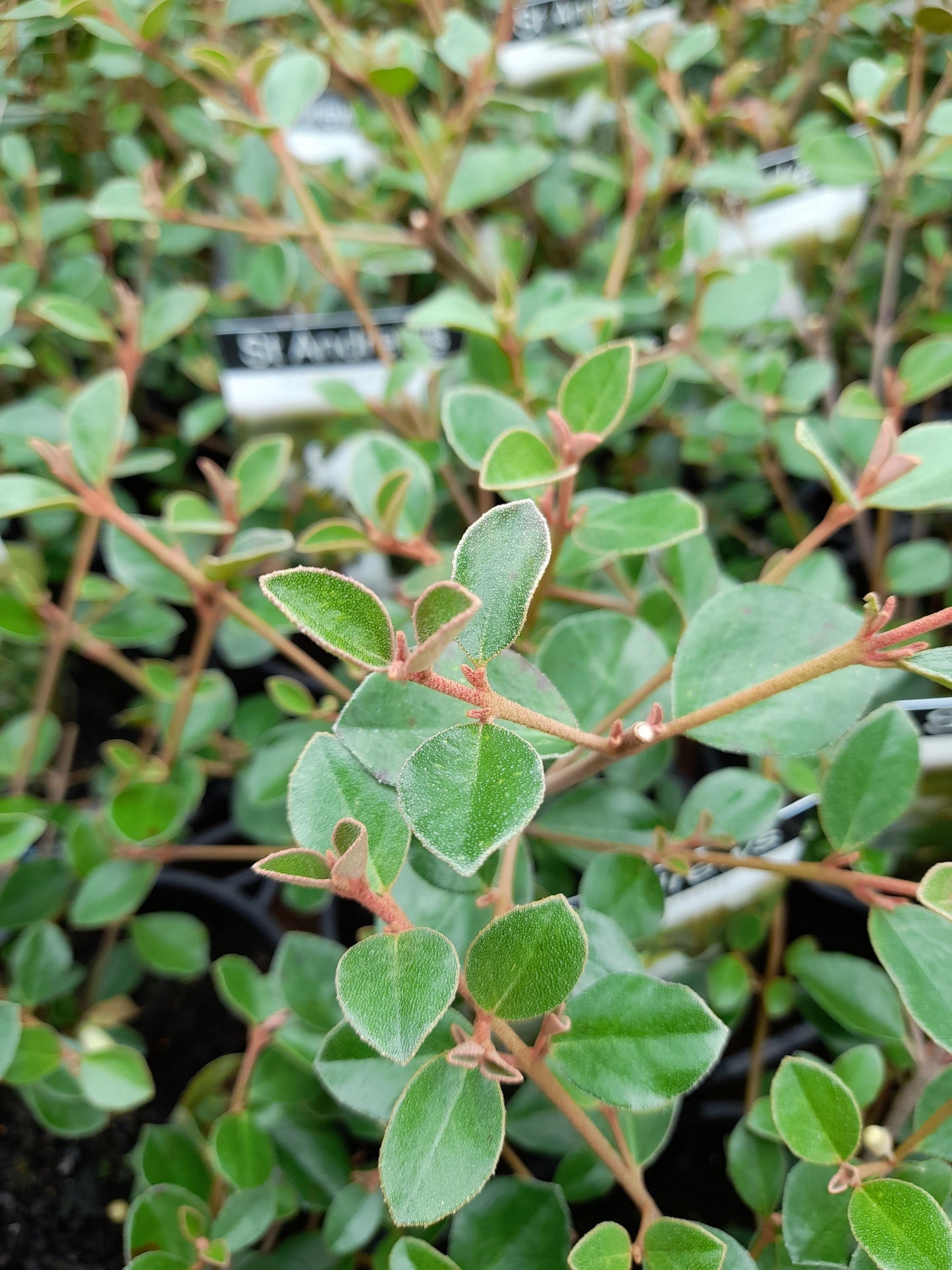 Correa alba 'Saint Andrews' 14cm