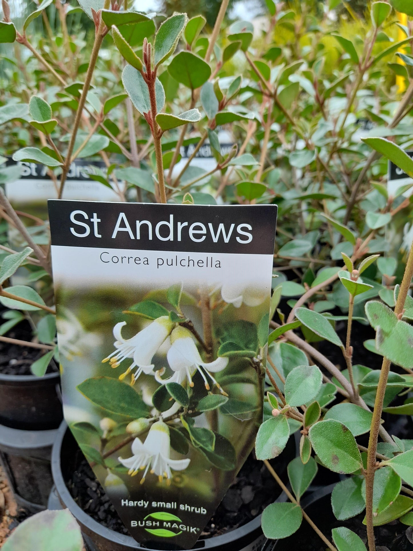 Correa alba 'Saint Andrews' 14cm