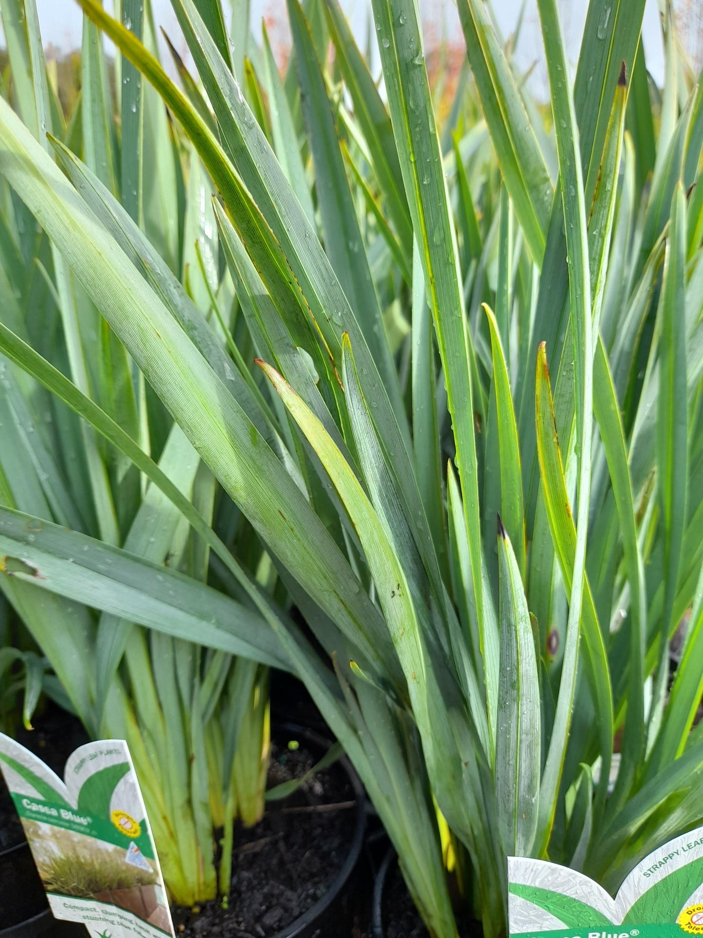 Dianella caerulea 'Cassa Blue' DBB03 'PBR' 14cm