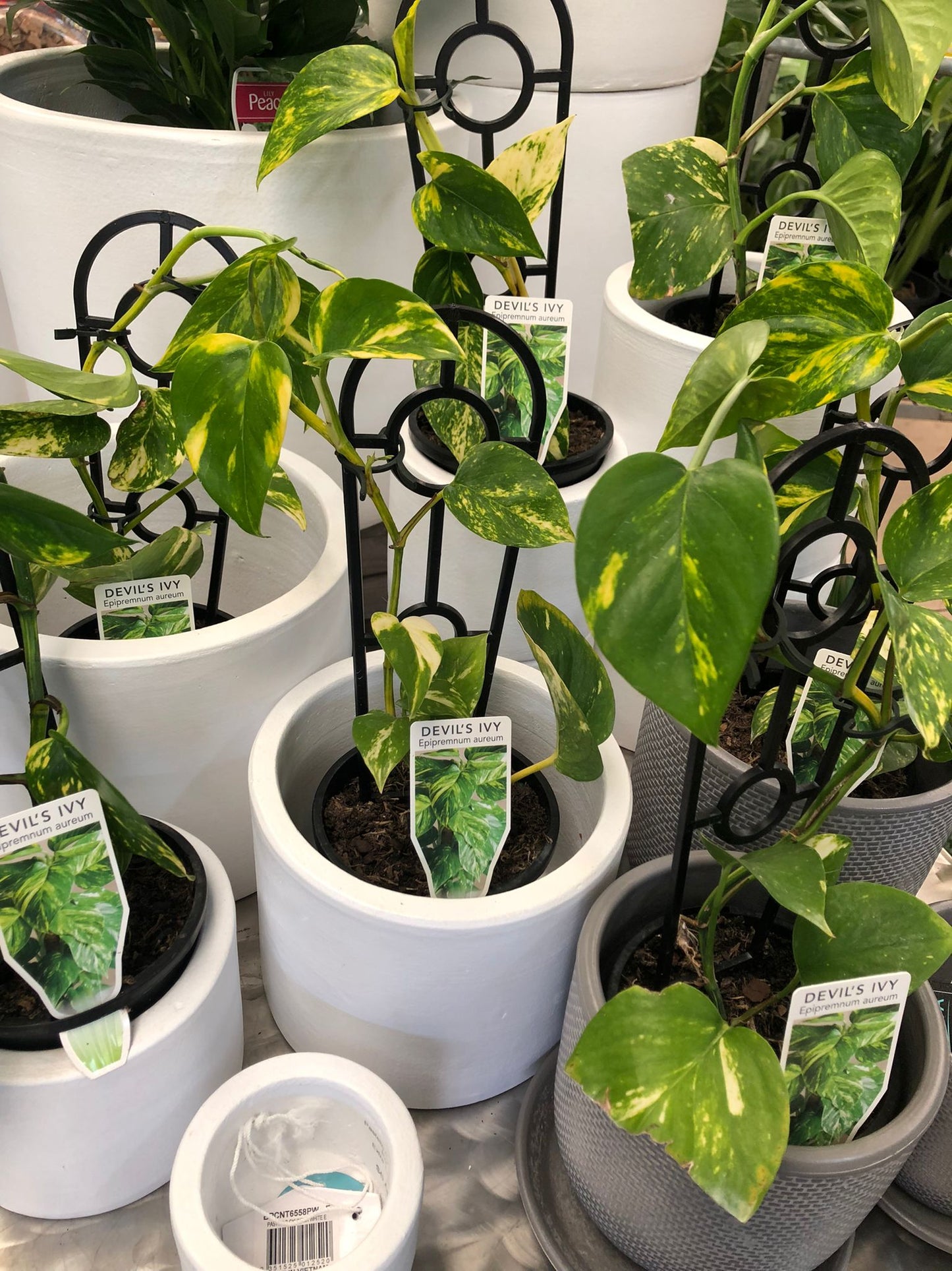 Epipremnum aureum Green Gold Pothos Devils Ivy 12cm
