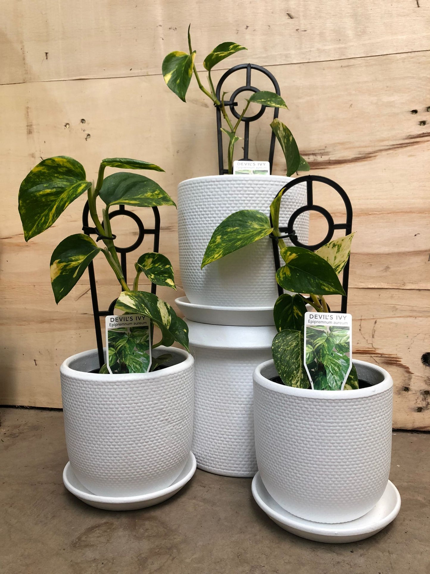 Epipremnum aureum Green Gold Pothos Devils Ivy 12cm