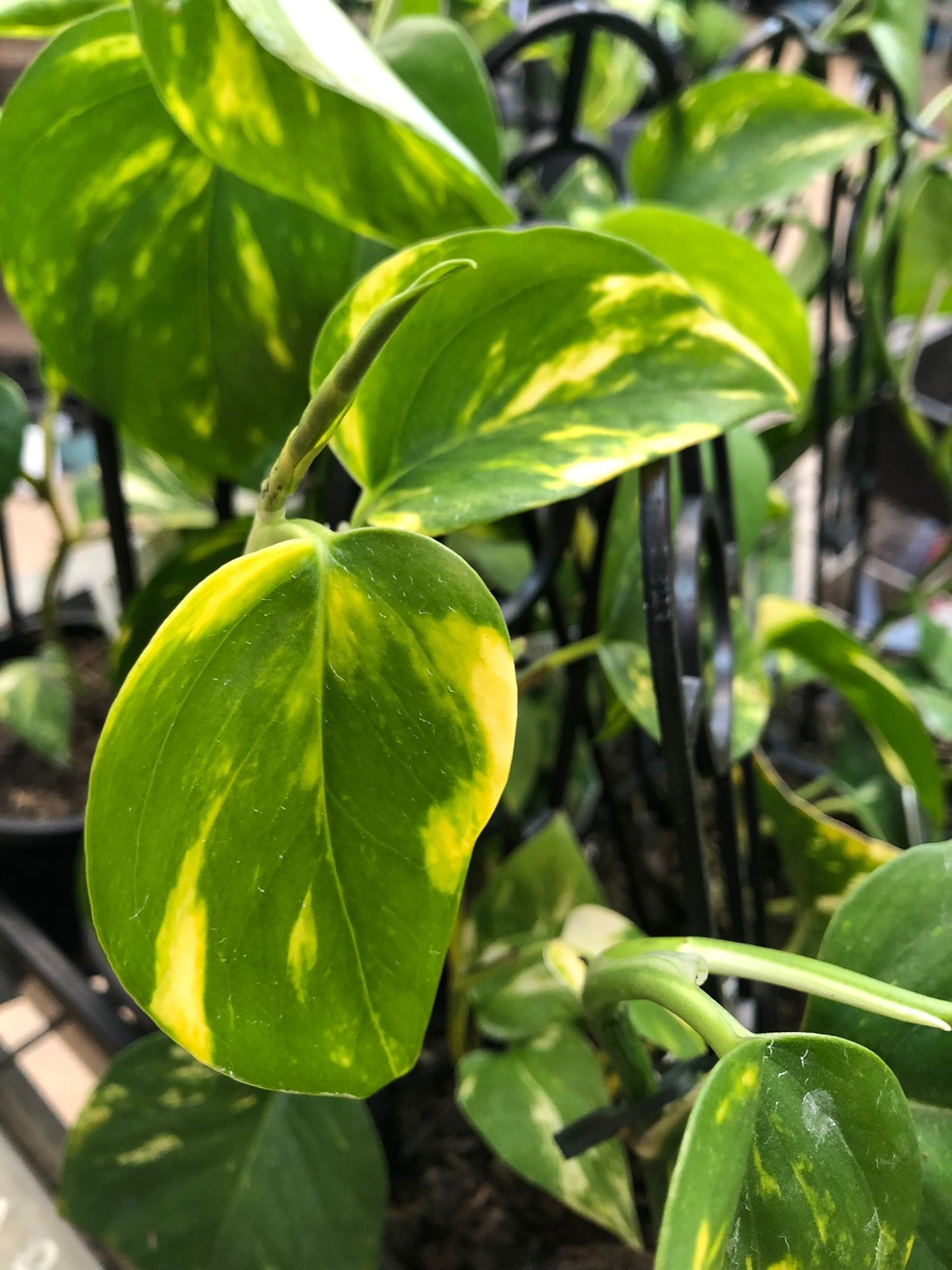 Epipremnum aureum Green Gold Pothos Devils Ivy 12cm