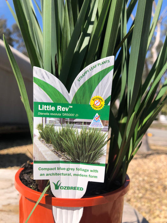 Dianella revoluta 'Little Rev' 14cm