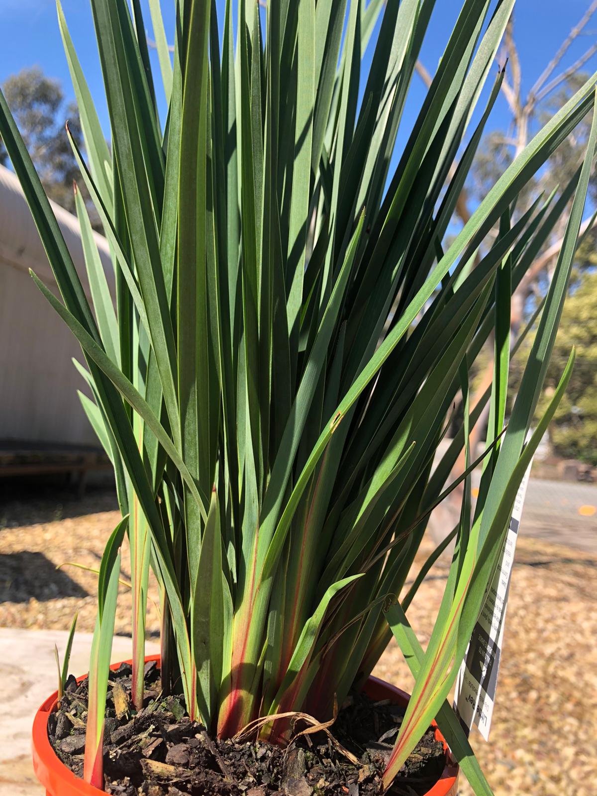 Dianella revoluta 'Little Rev' 14cm