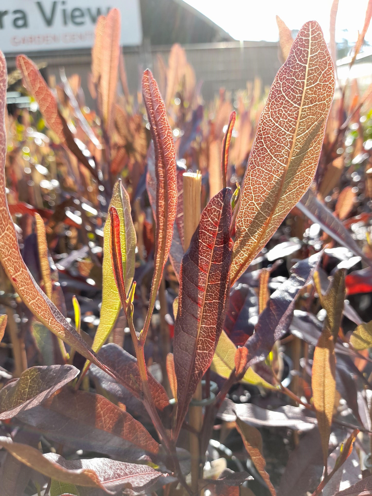 Dodonaea viscosa 'Purpurea' 'Purple Hop Bush' 20cm